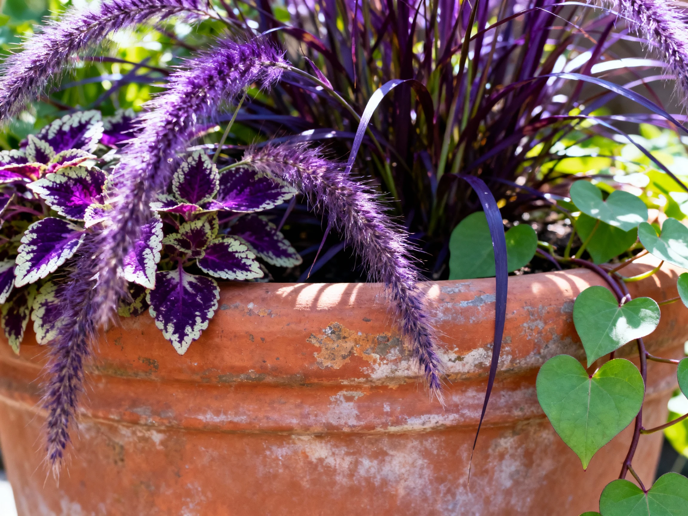closeup terracotta pot: purple fountain grass, coleus, sweet potato vine