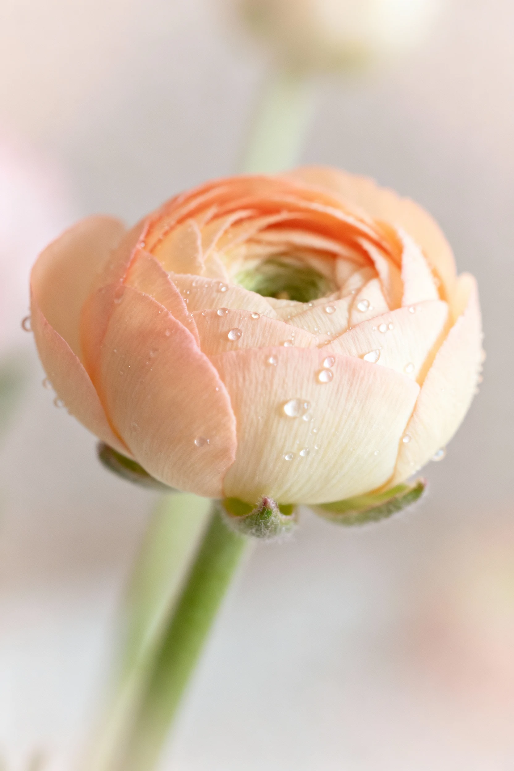closeup peach ranunculus bud, marshmallow stage, dewy petals