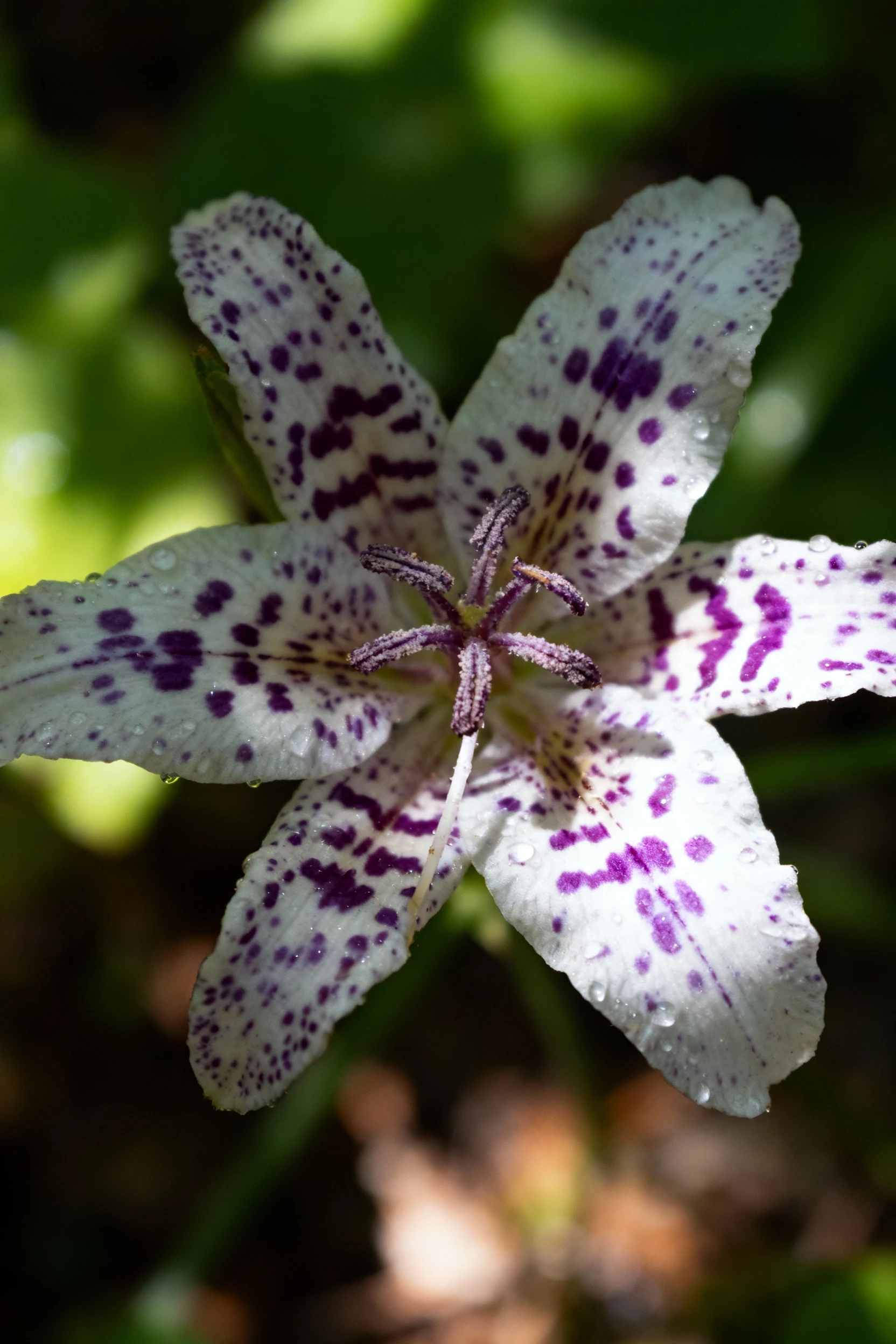 macro speckled toad lily flower in dappled shade