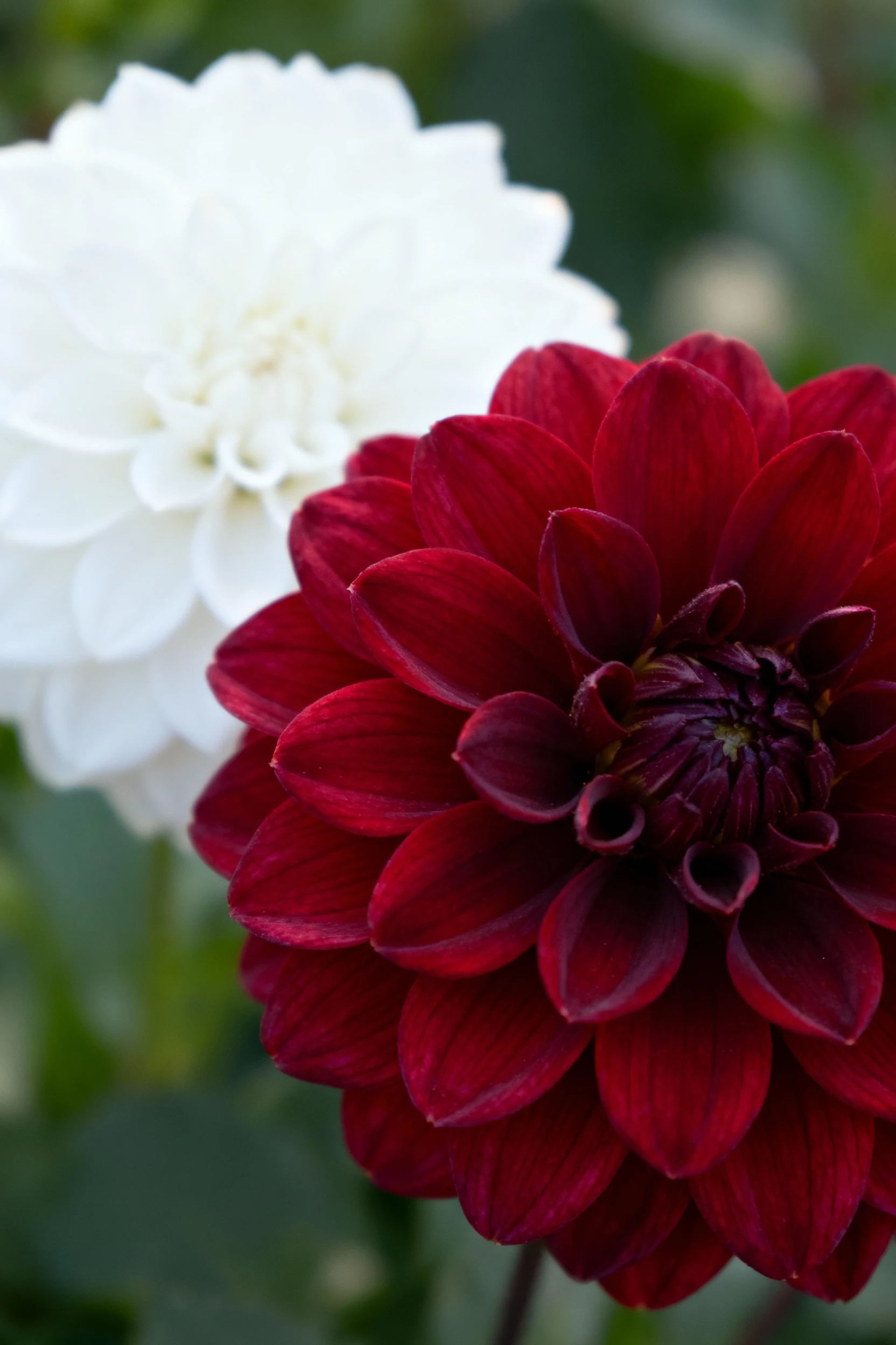 closeup velvety Spartacus red dahlia against crisp Fleurel