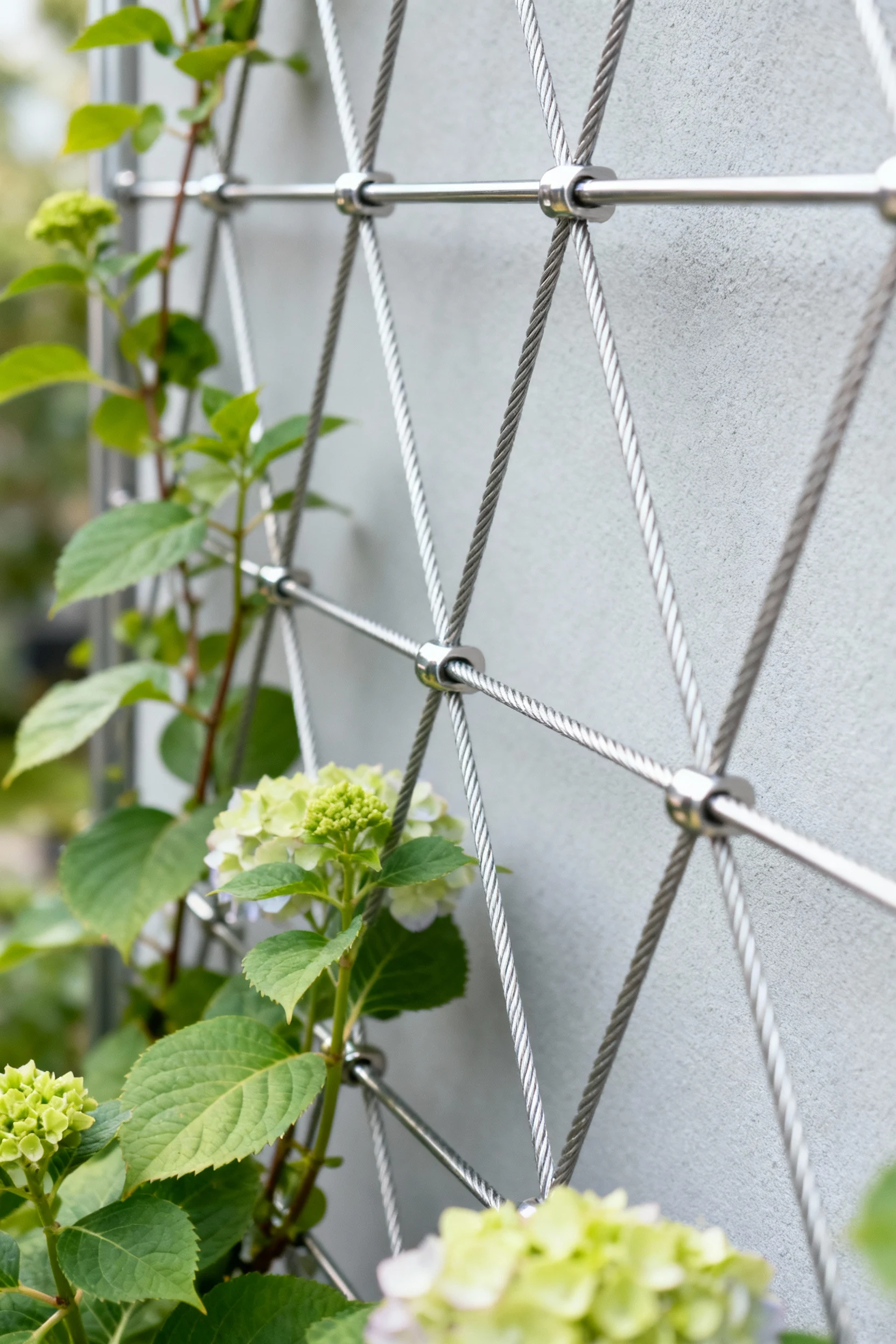 closeup stainless cable trellis, climbing hydrangea against light-gray wall