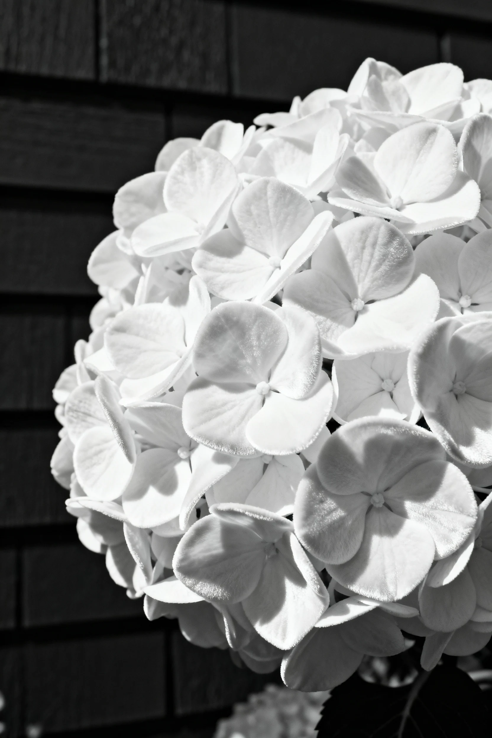 closeup of smooth hydrangea white globes against dark siding