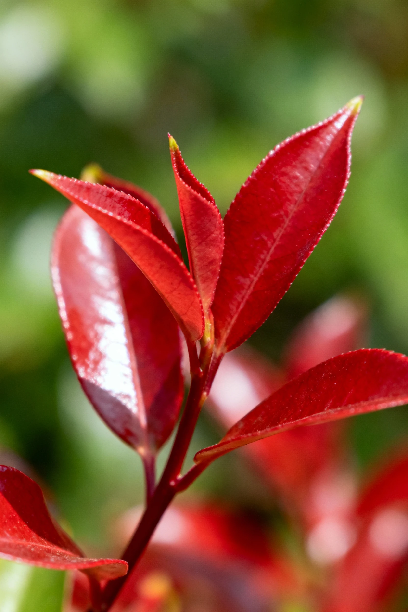 closeup red photinia flush, glossy leaves with trimmed tips