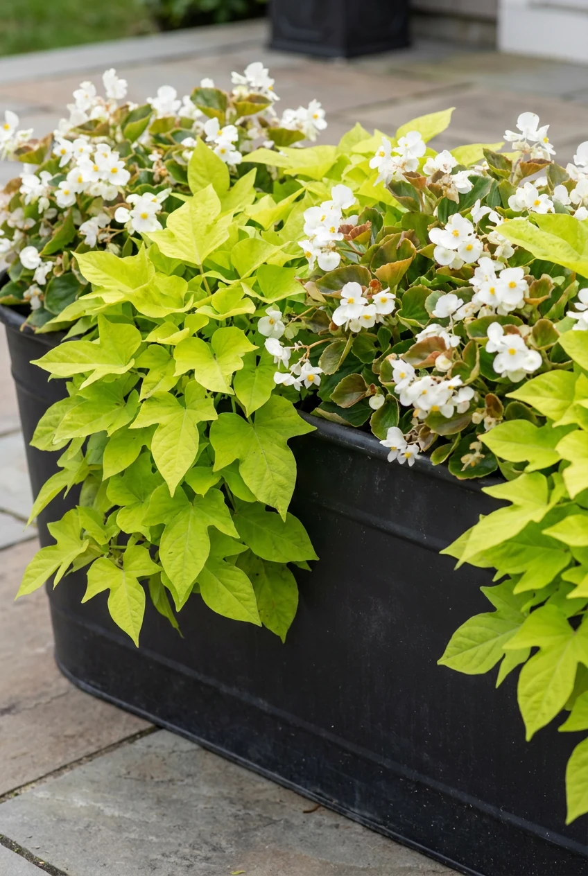 closeup chartreuse sweet potato vine, white begonias, matte black trough