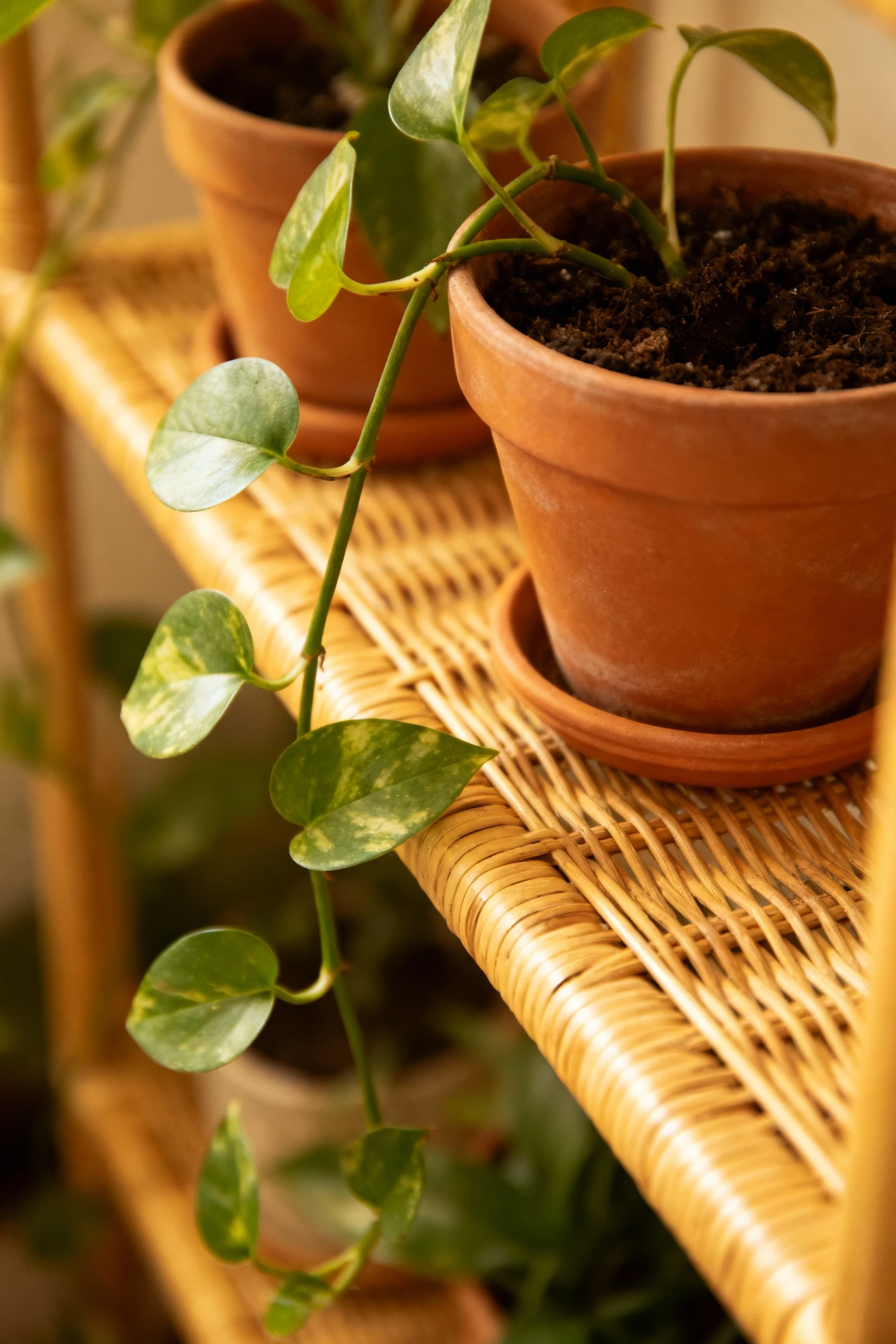 closeup rattan shelf with trailing pothos, terracotta pots, warm light