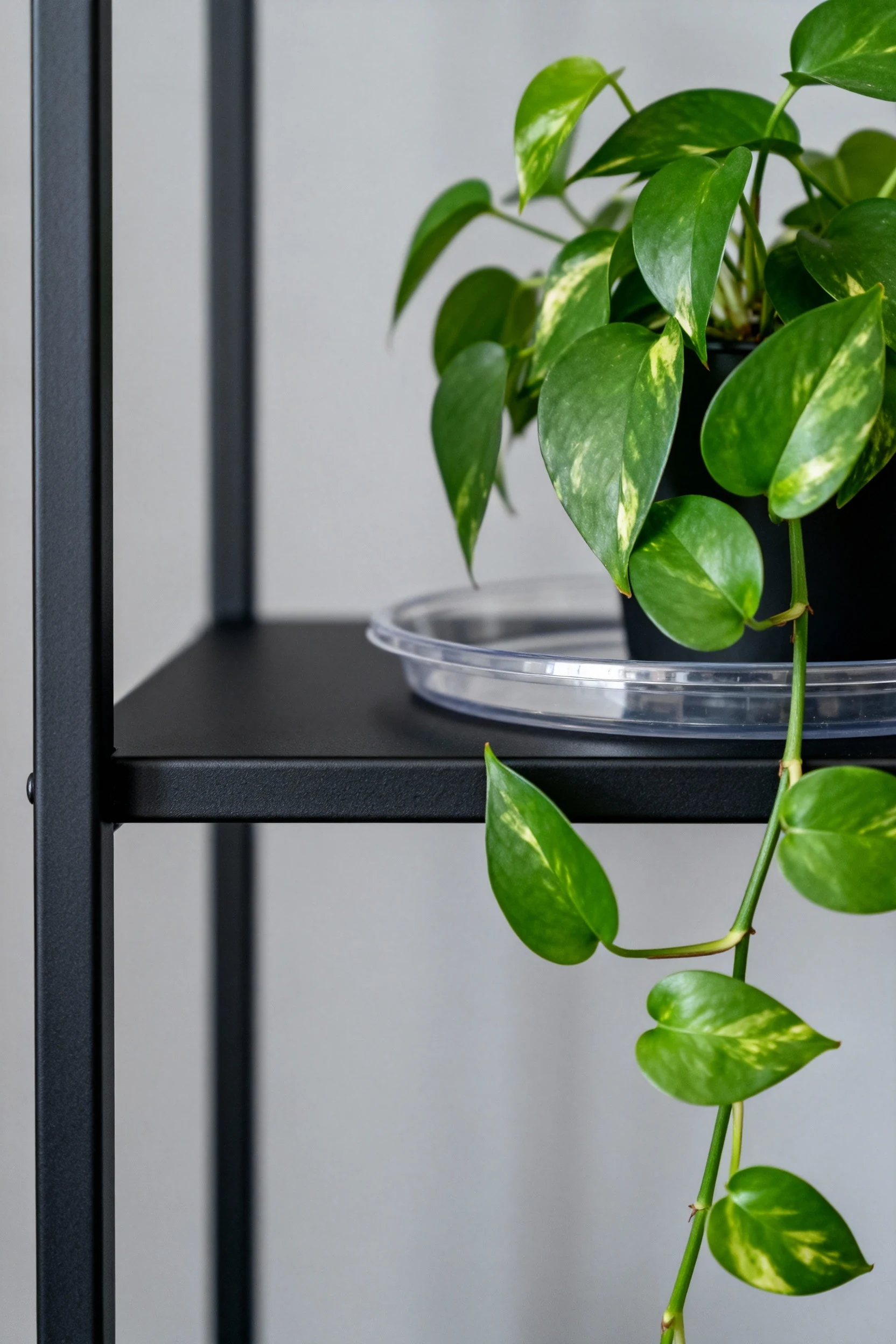 closeup matte black steel shelf, pothos, clear drip tray