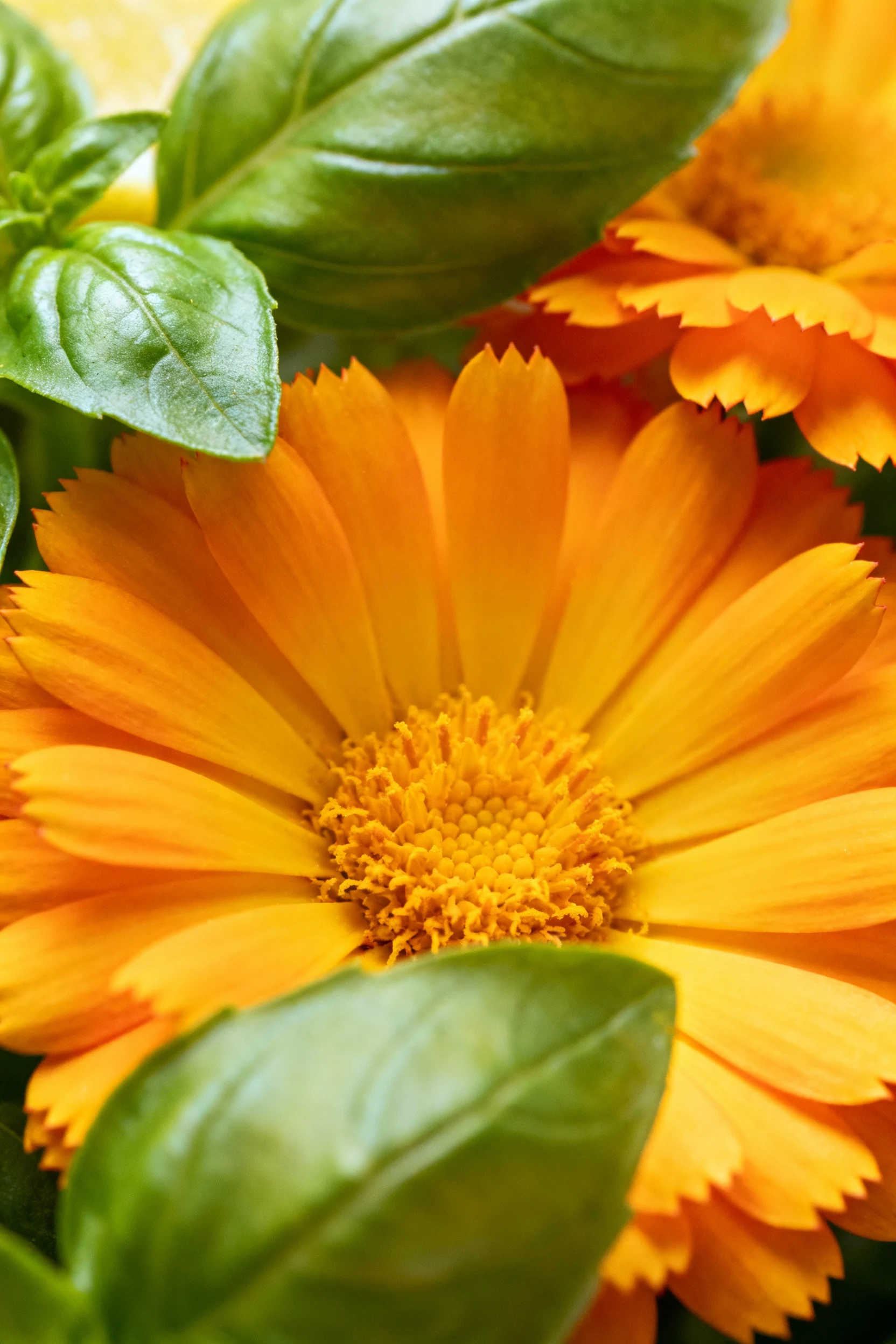 closeup French marigold edging with lemon basil leaves