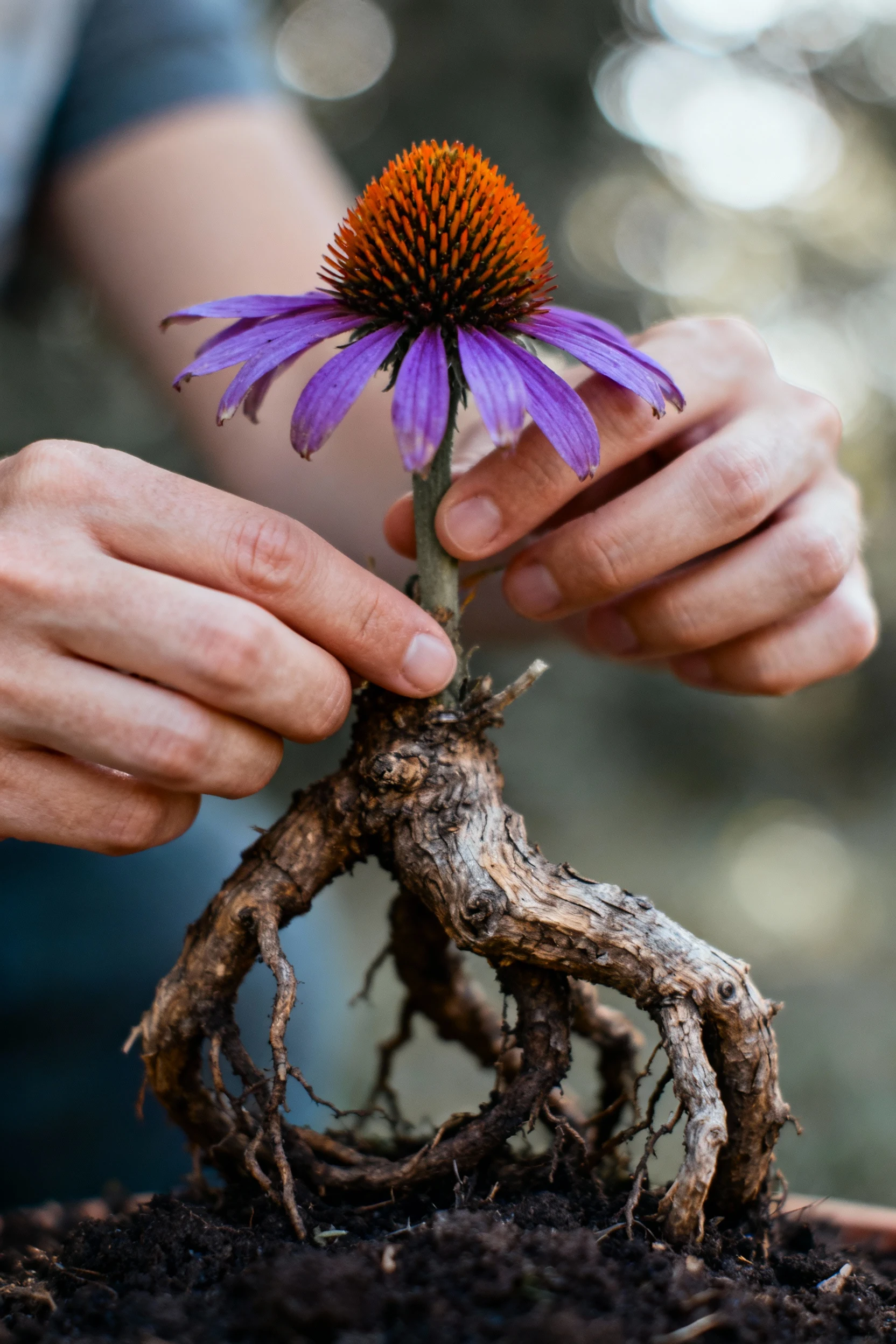 closeup of hands teasing circling roots on coneflower