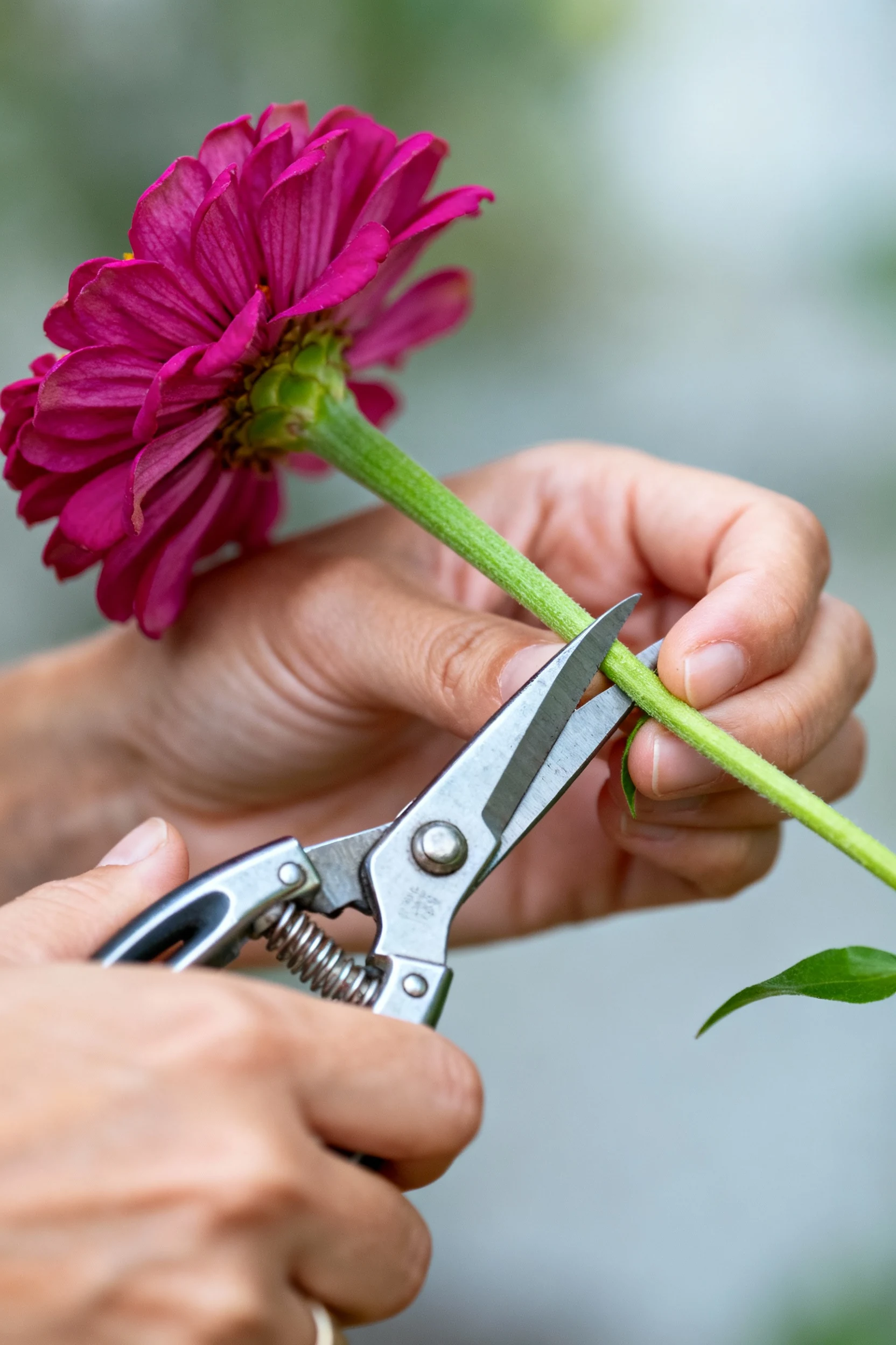 closeup female hands with snips cutting magenta zinnia stem