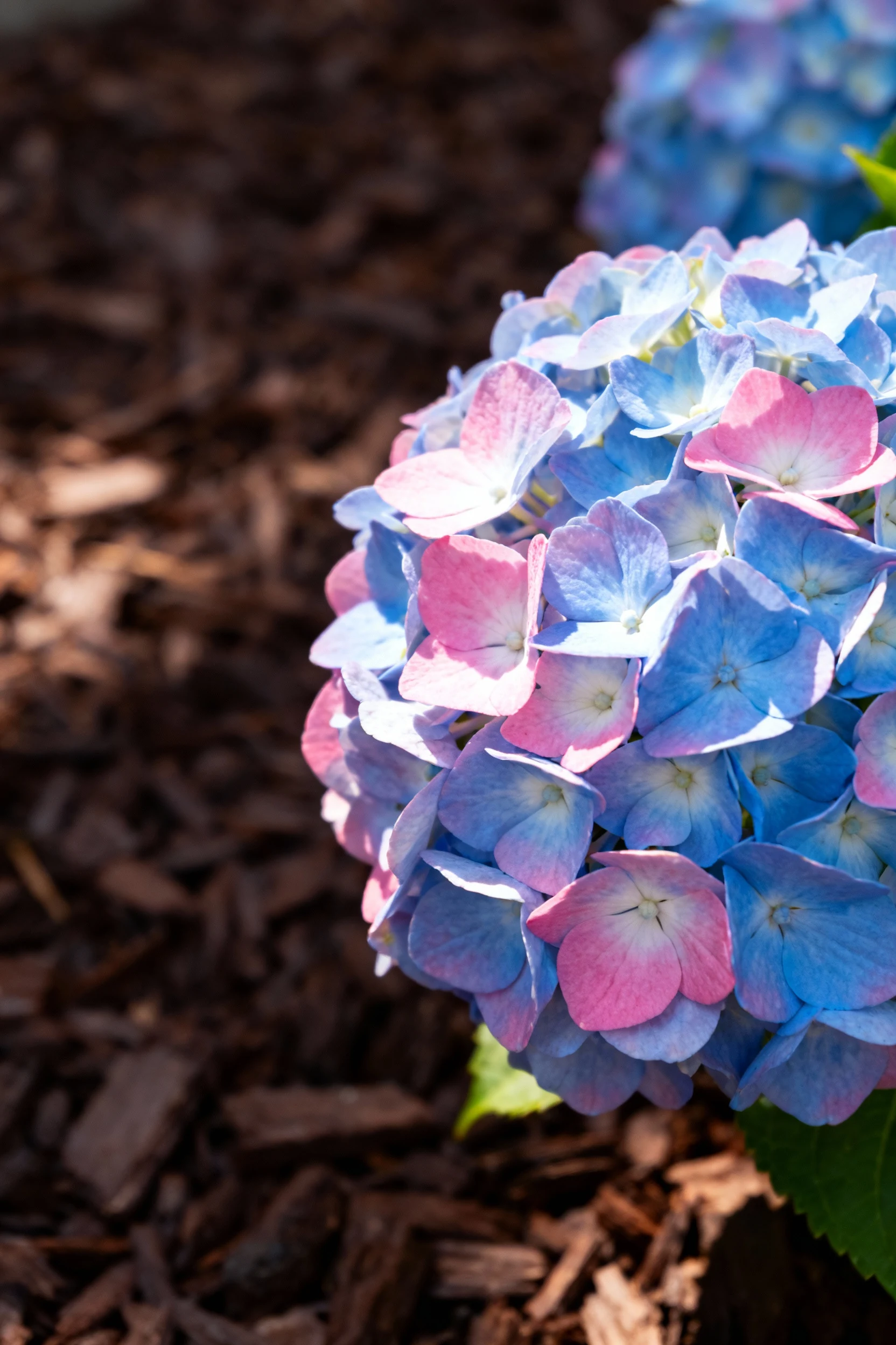 closeup hydrangea mophead cluster, blue-to-pink gradient, mulched soil