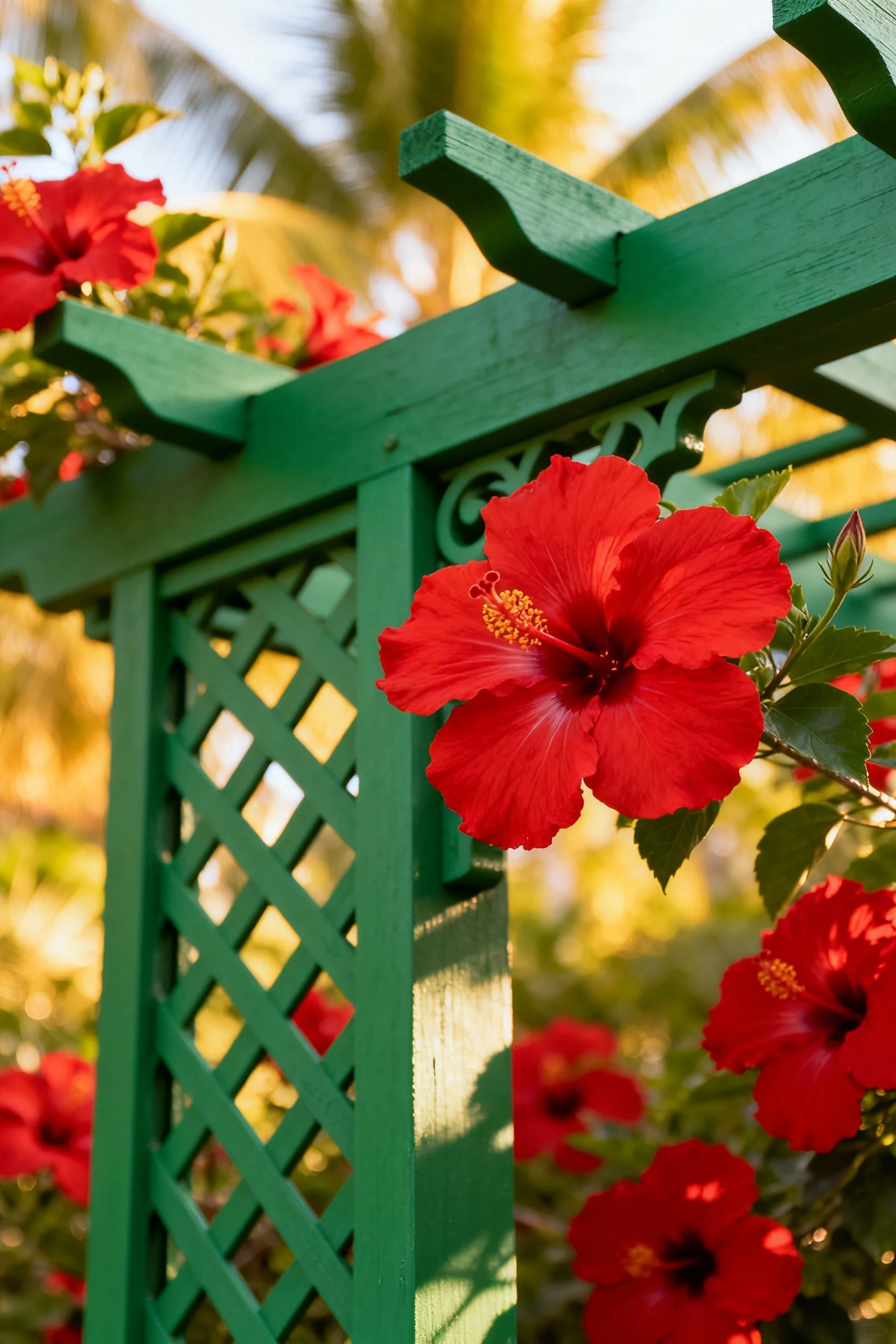 closeup of green pergola surrounded by red hibiscus flowers