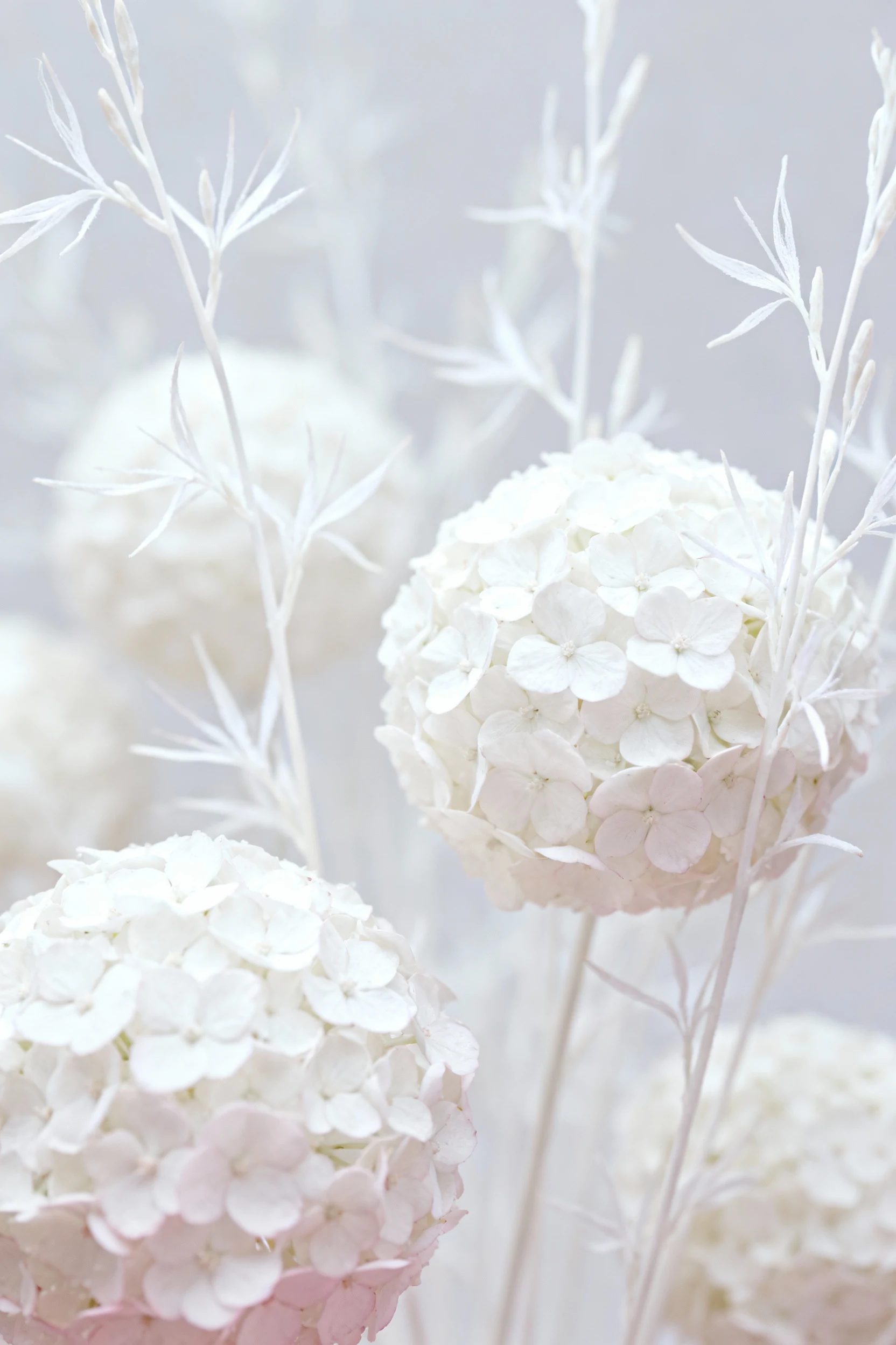 front-edge closeup Snowcap white balls among white gaura