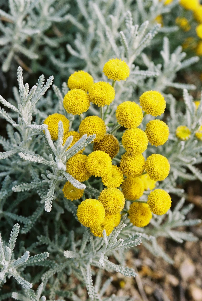 macro Santolina yellow button flowers over silver foliage