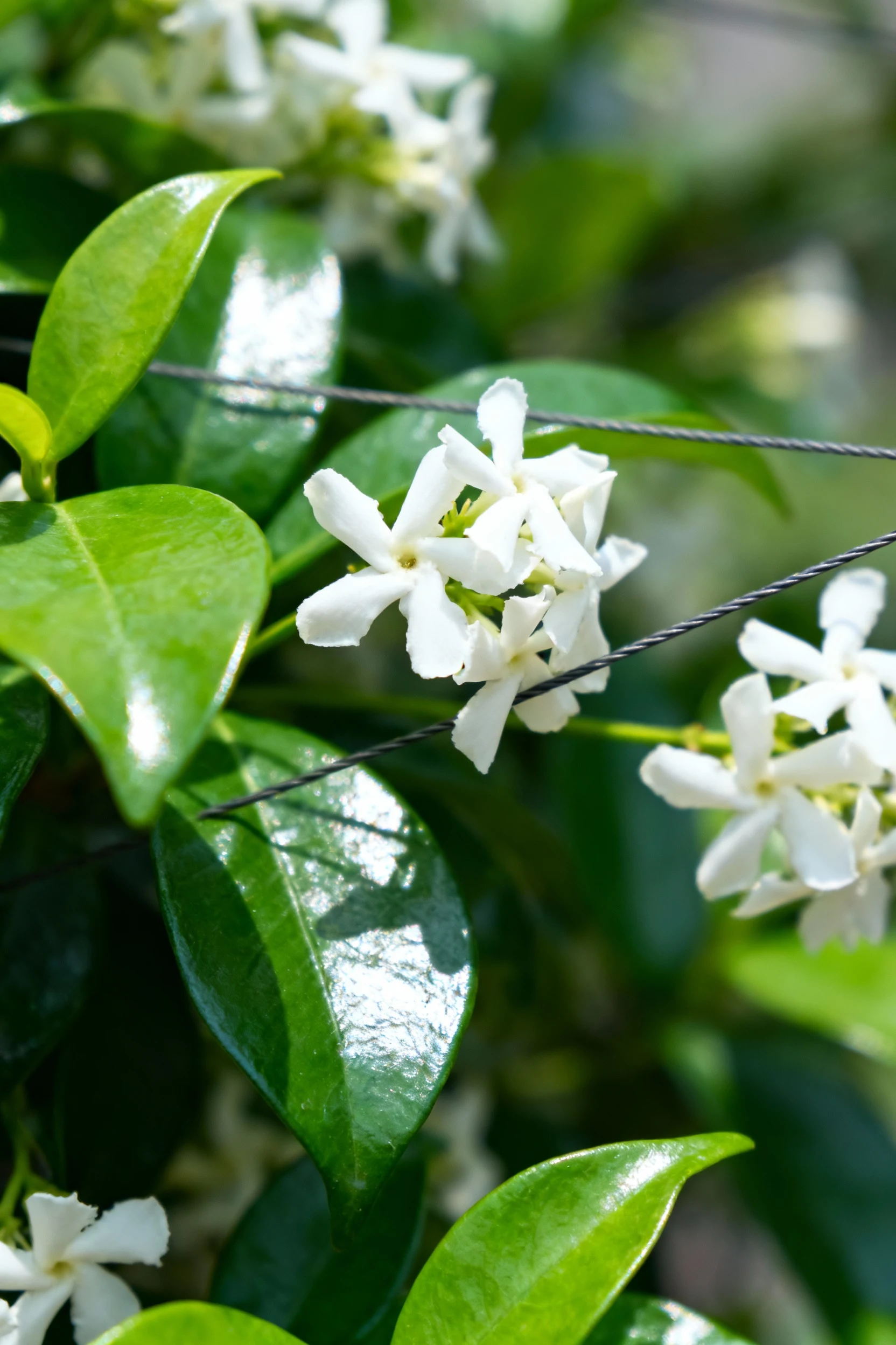 closeup glossy star jasmine leaves, white blooms on wires