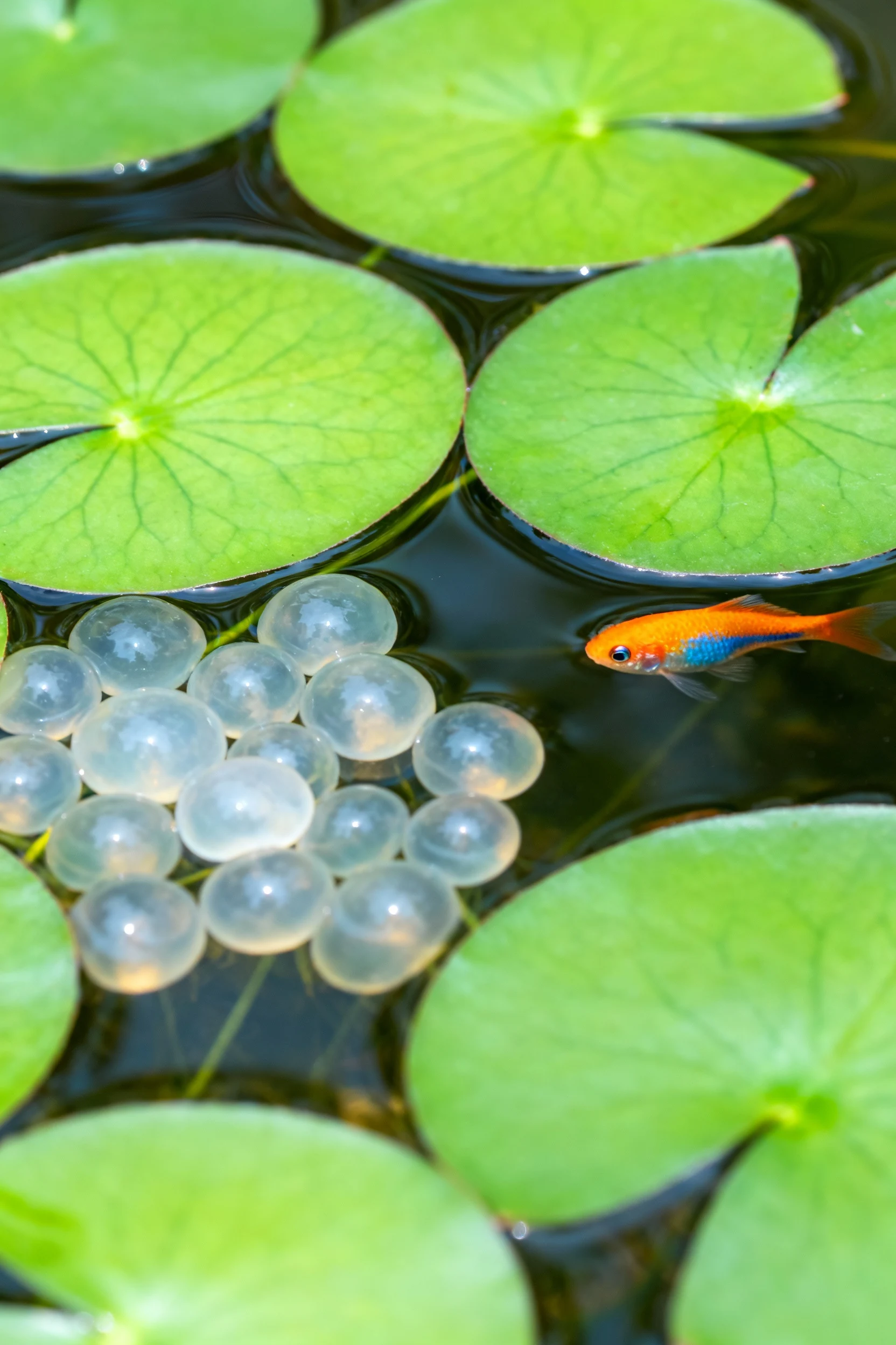 closeup of lily pads, sea pickles, tropical fish pond