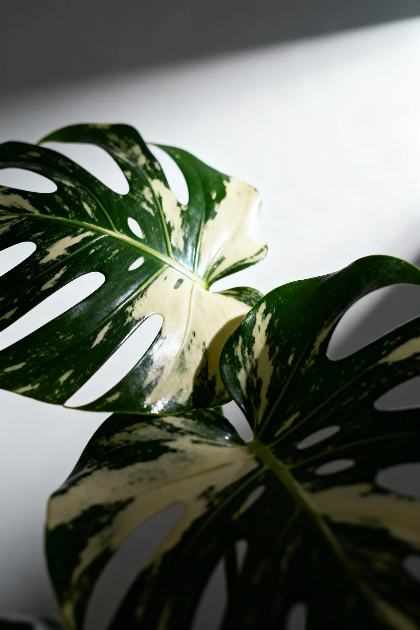 angled LED spotlights on variegated monstera leaves, cool white