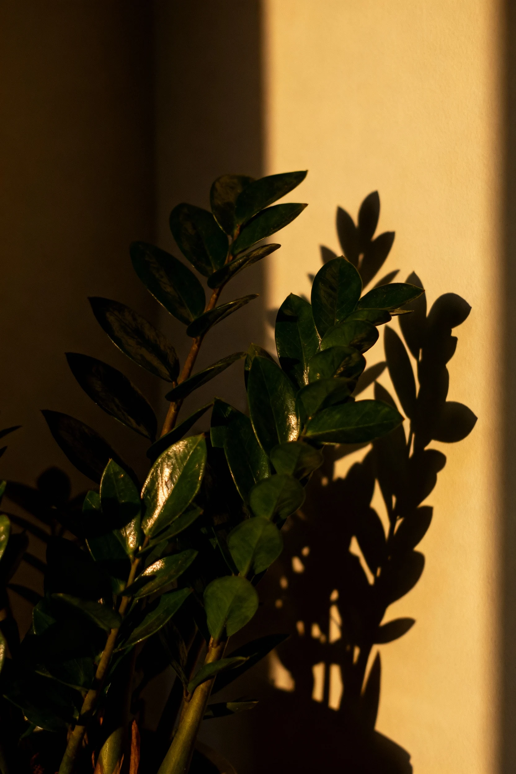 ZZ plant glossy dark green leaves in dim corner