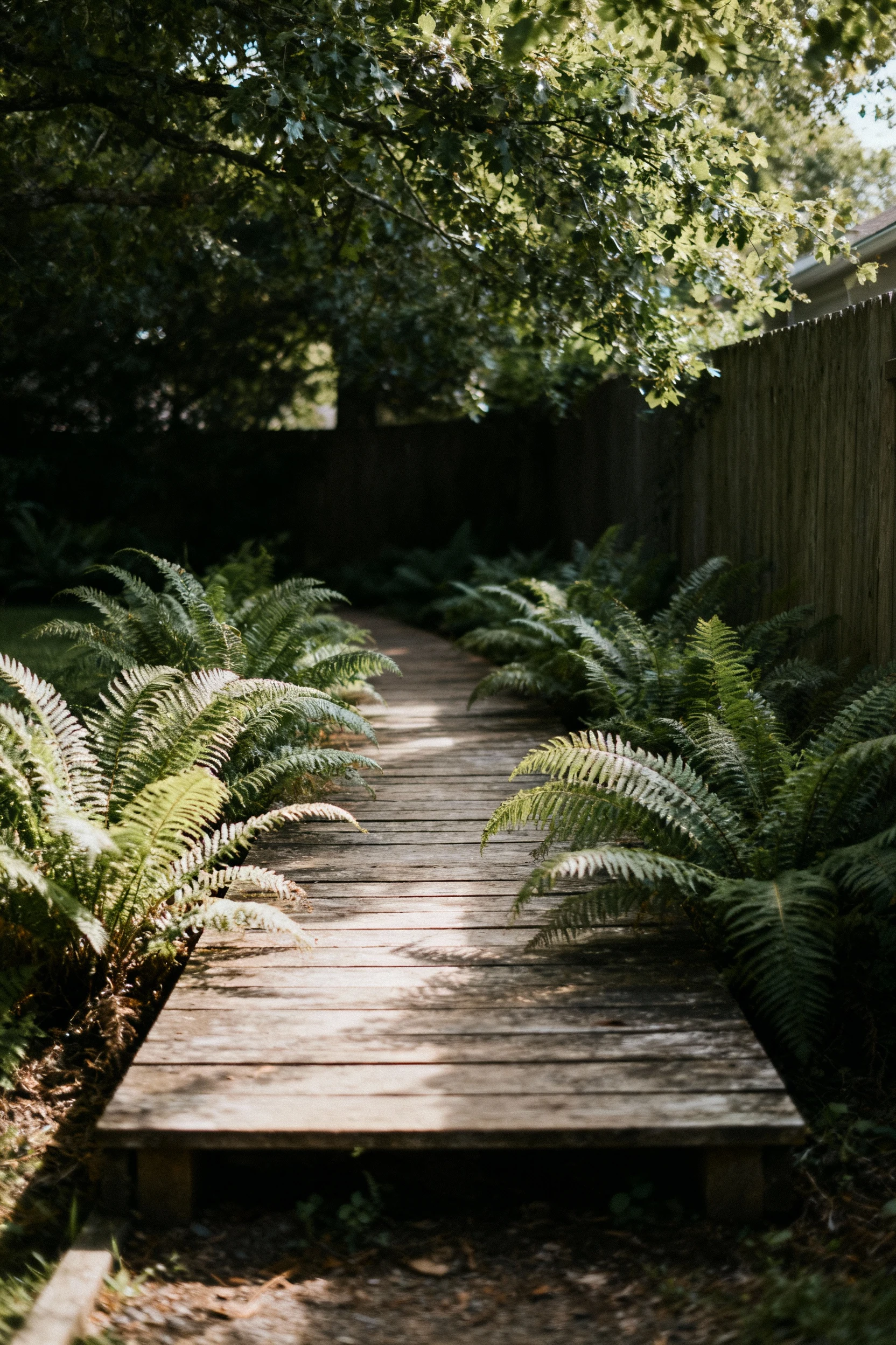 raised wooden boardwalk through shady side yard with ferns