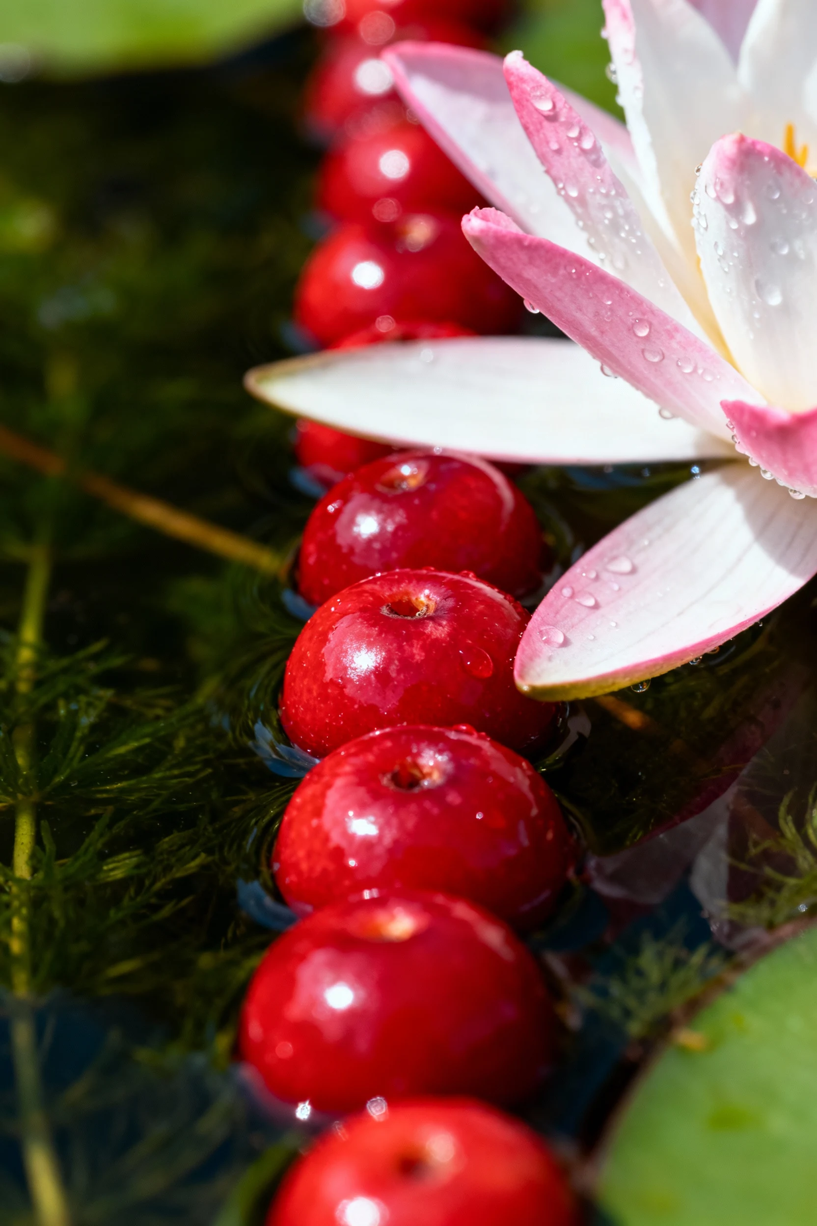 mid-row closeup Cornel red balls with Gerrie Hoek waterlily