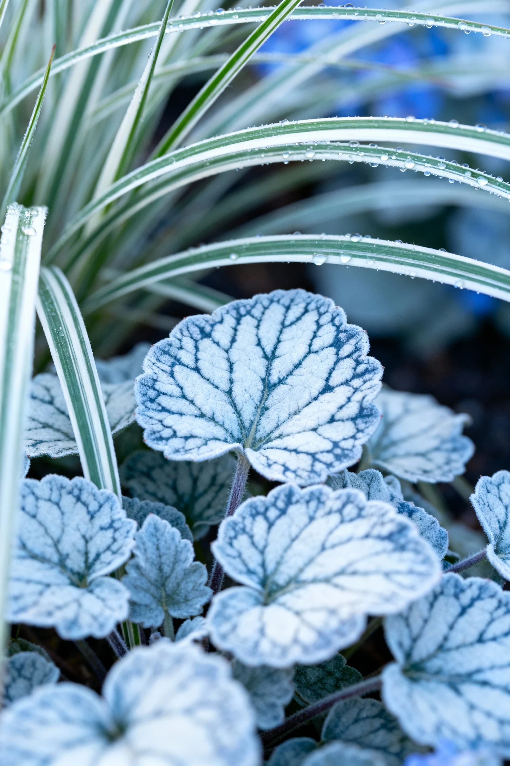 closeup of brunnera Jack Frost and carex Ice Dance