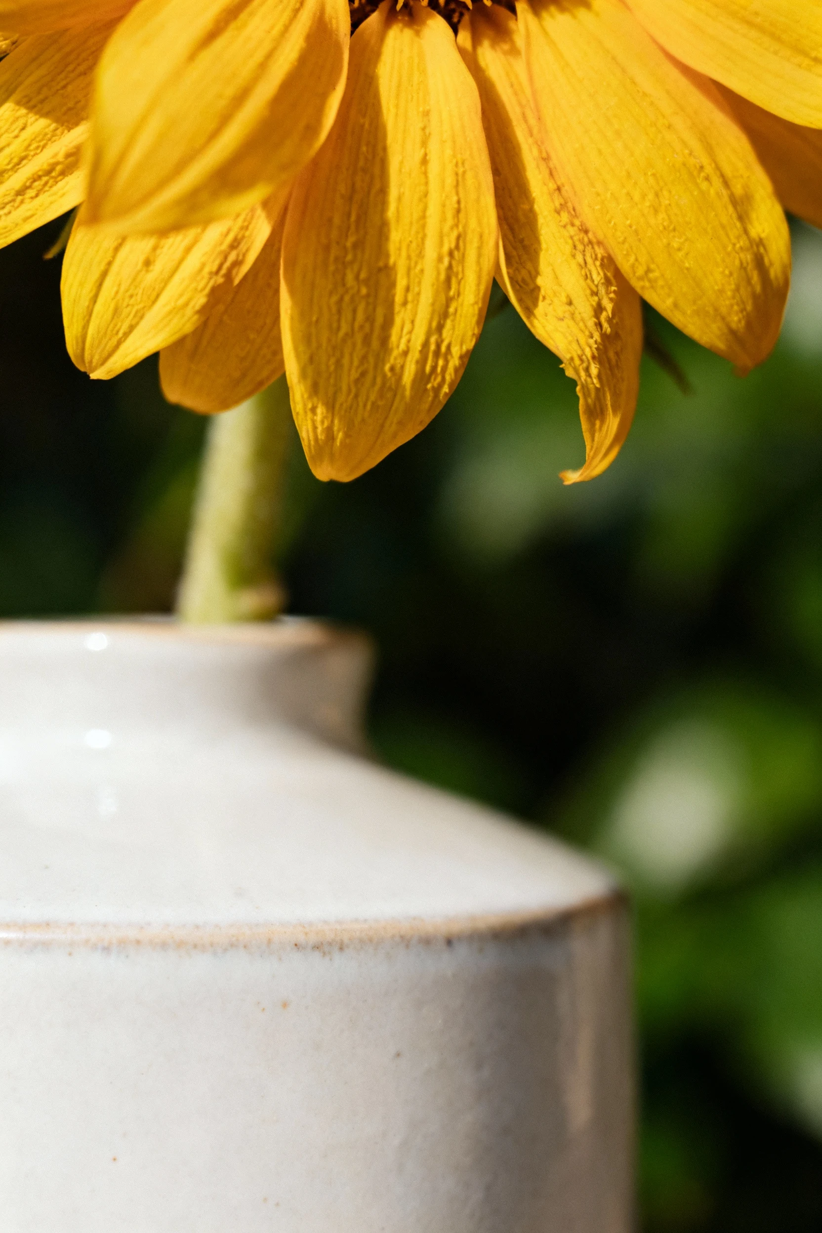 closeup of bright yellow sunflower in matte white ceramic vase,