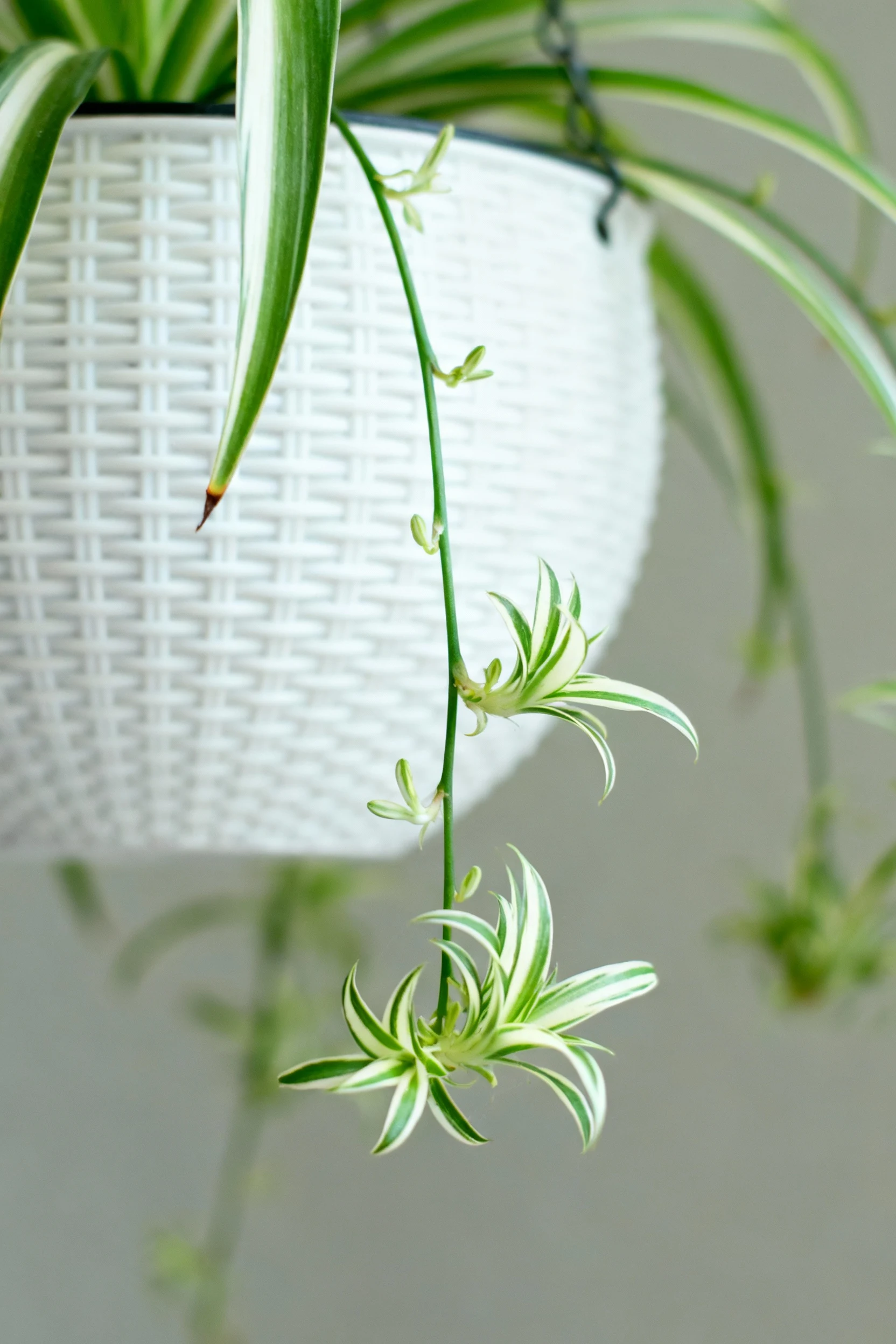 spider plant spiderettes cascading from white hanging basket closeup