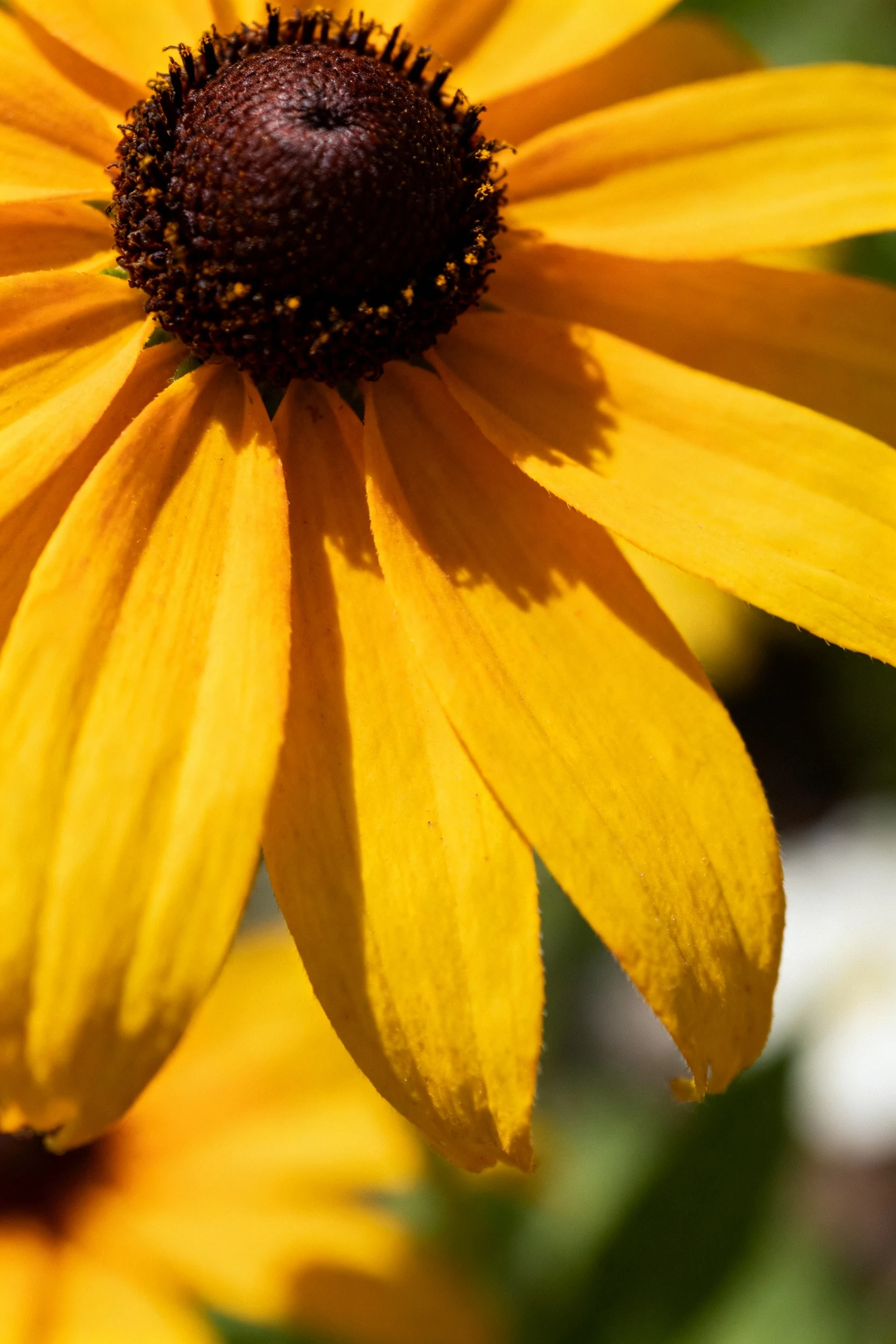 closeup of black-eyed susan petals with dark center in bright sunlight,