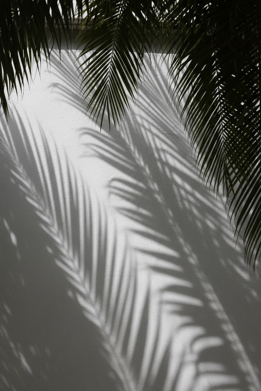 areca palm fronds casting shadows on white wall in shade
