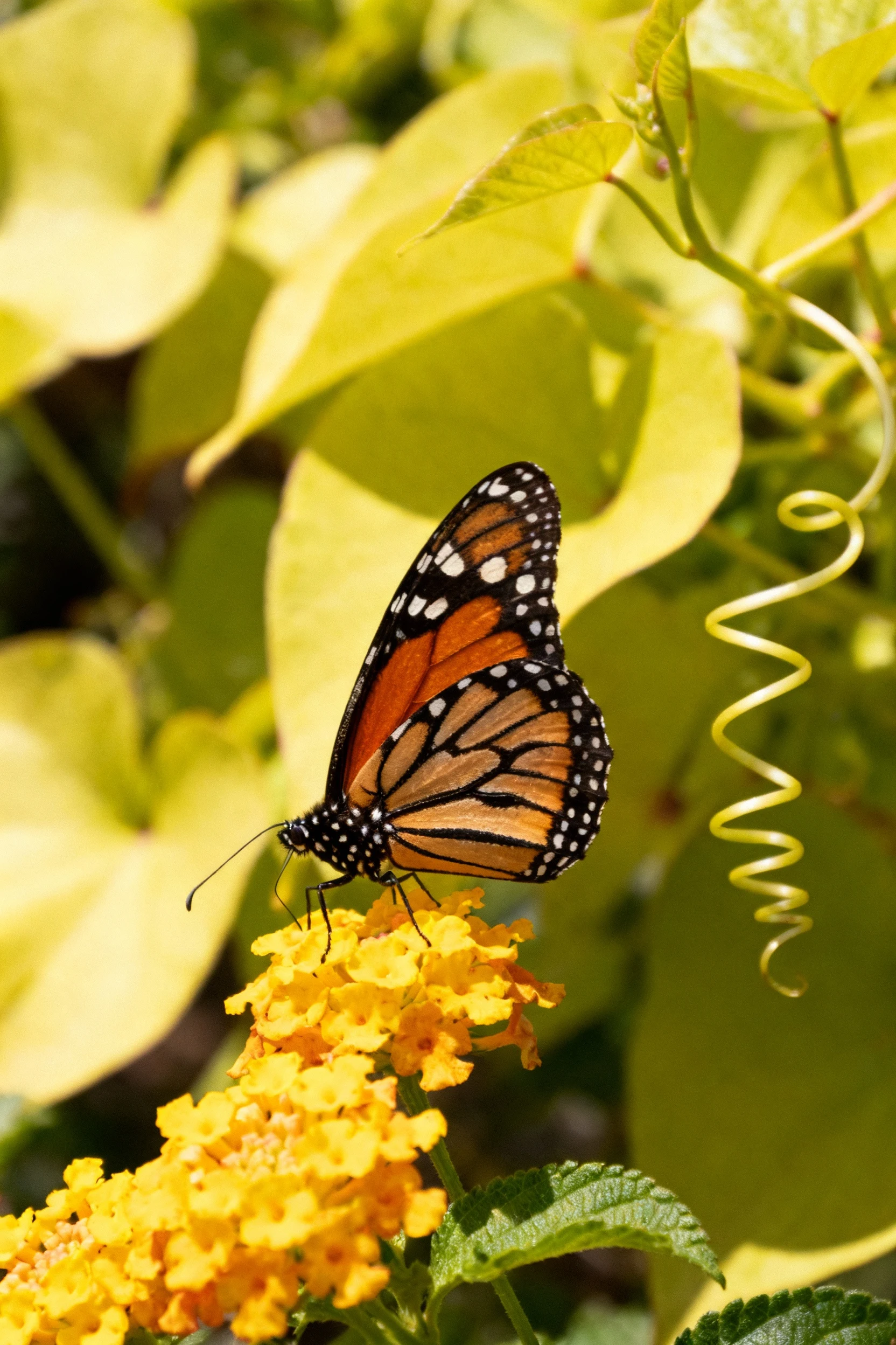 monarch butterfly on yellow lantana, chartreuse sweet potato vine