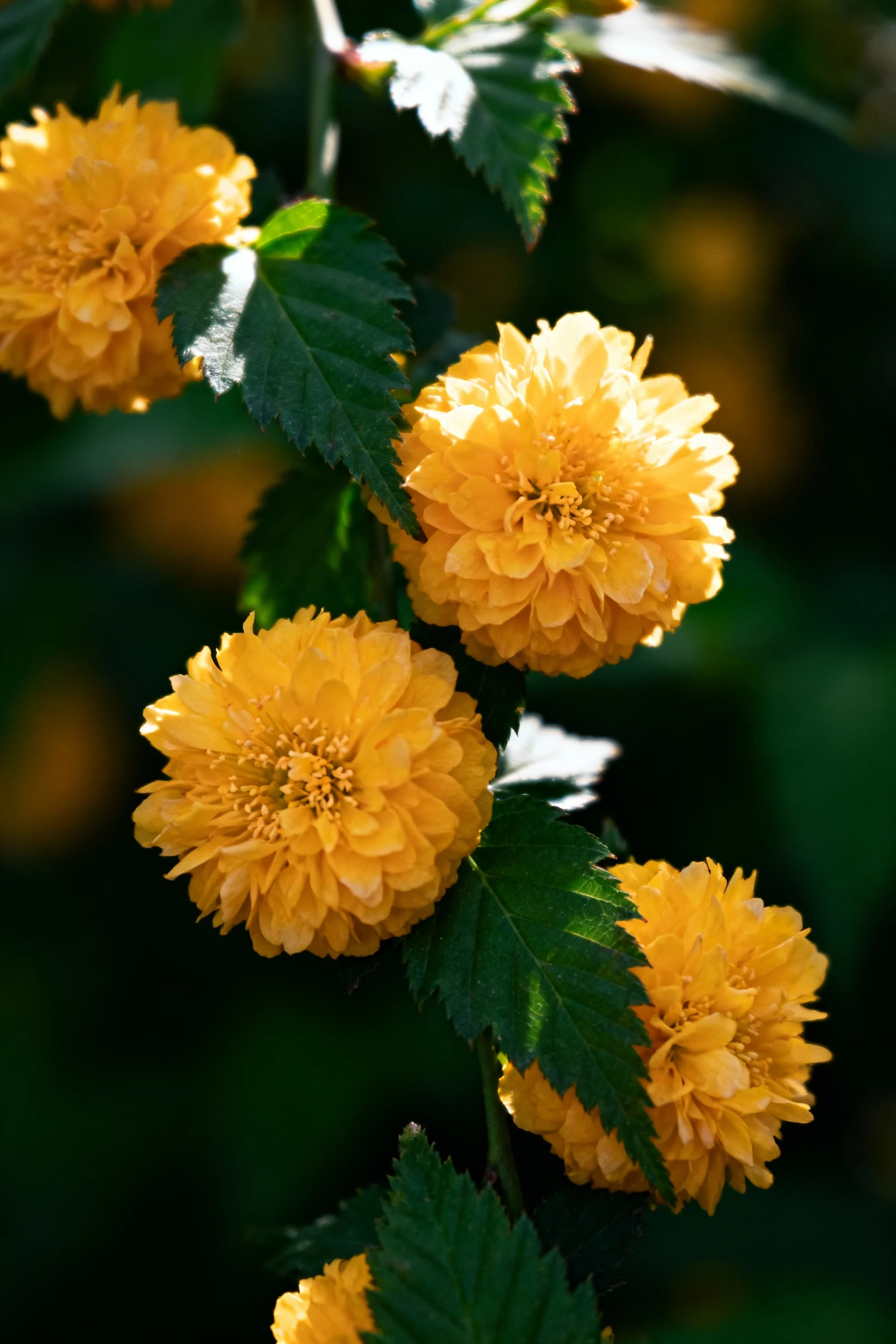 closeup of golden Japanese Kerria pom-pom blooms against deep green leaves,