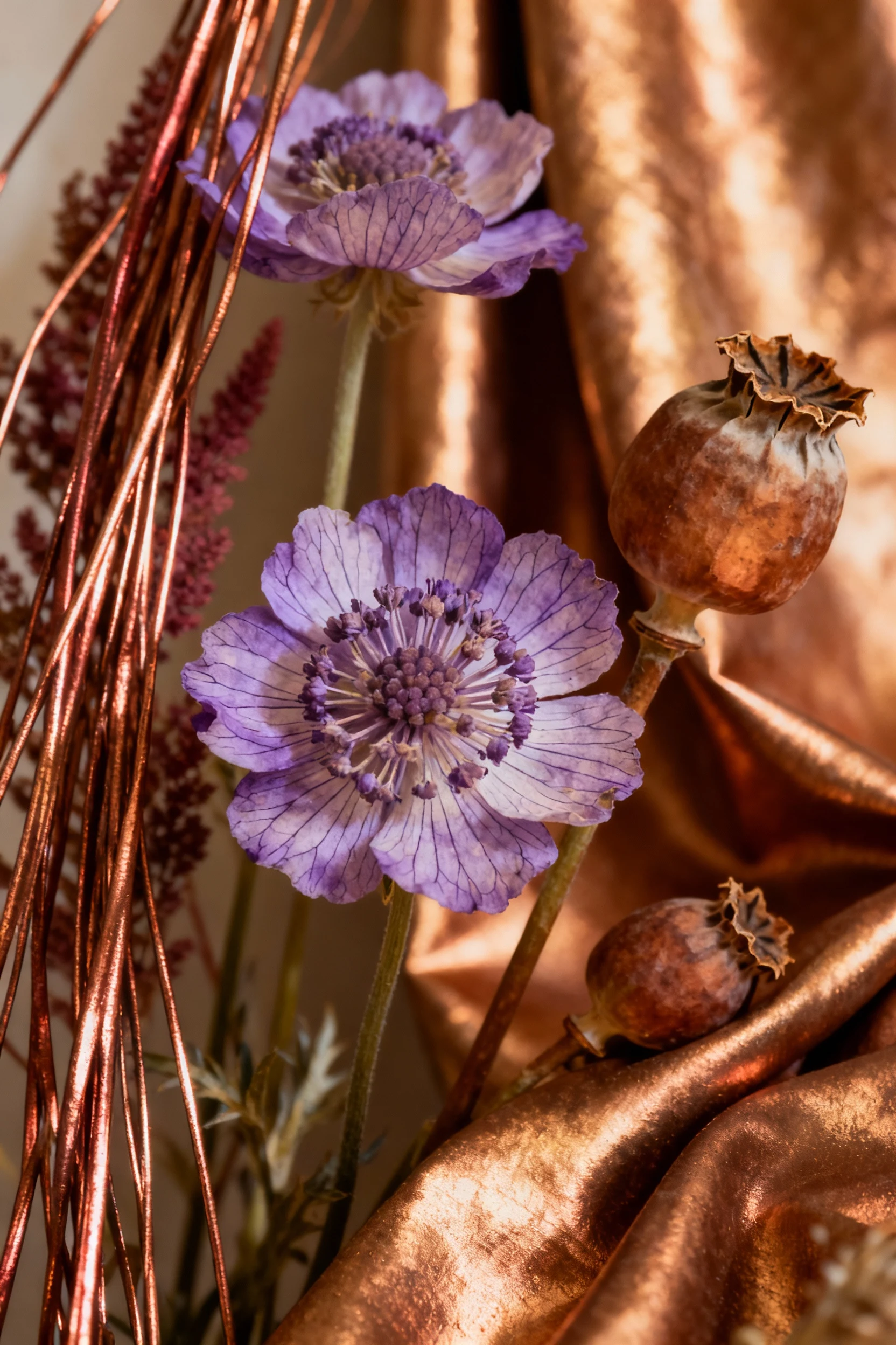 closeup scabiosa and poppy pods with copper amaranth drape