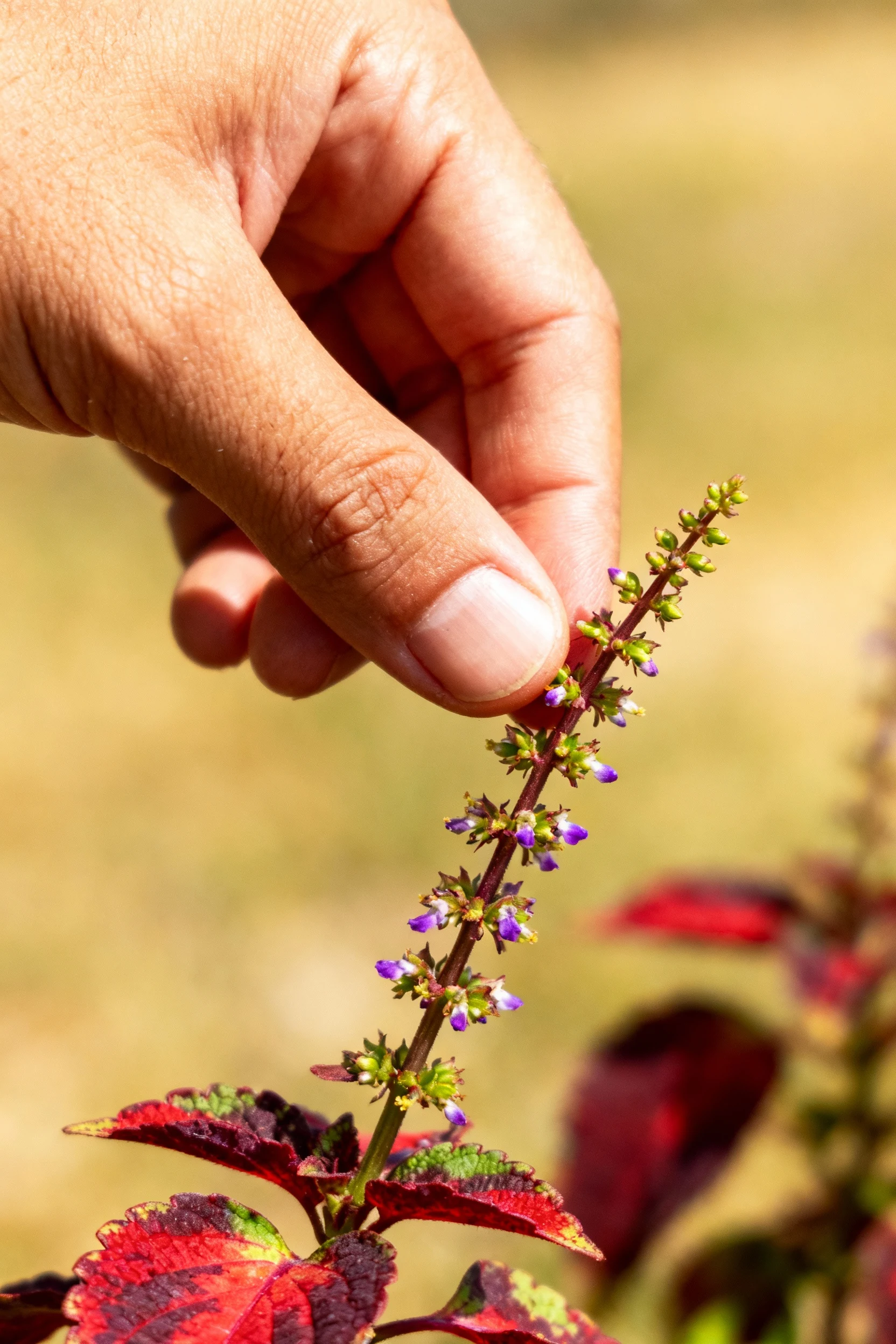 closeup hand pinching coleus flower spike