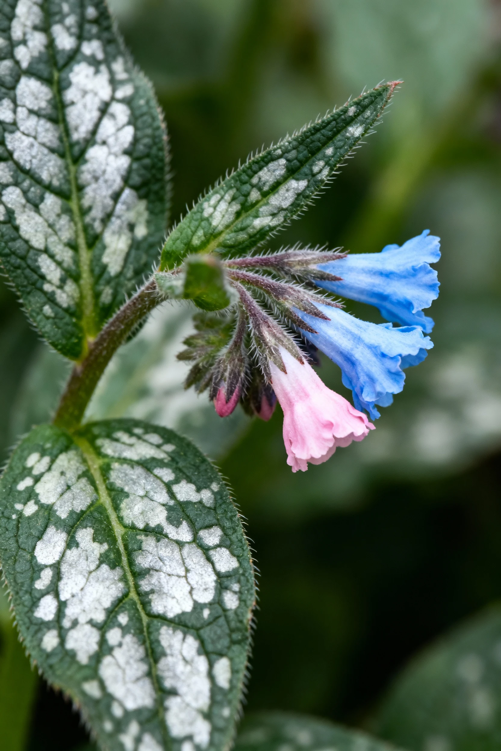 closeup lungwort silver-flecked leaves, flowers shifting pink to blue