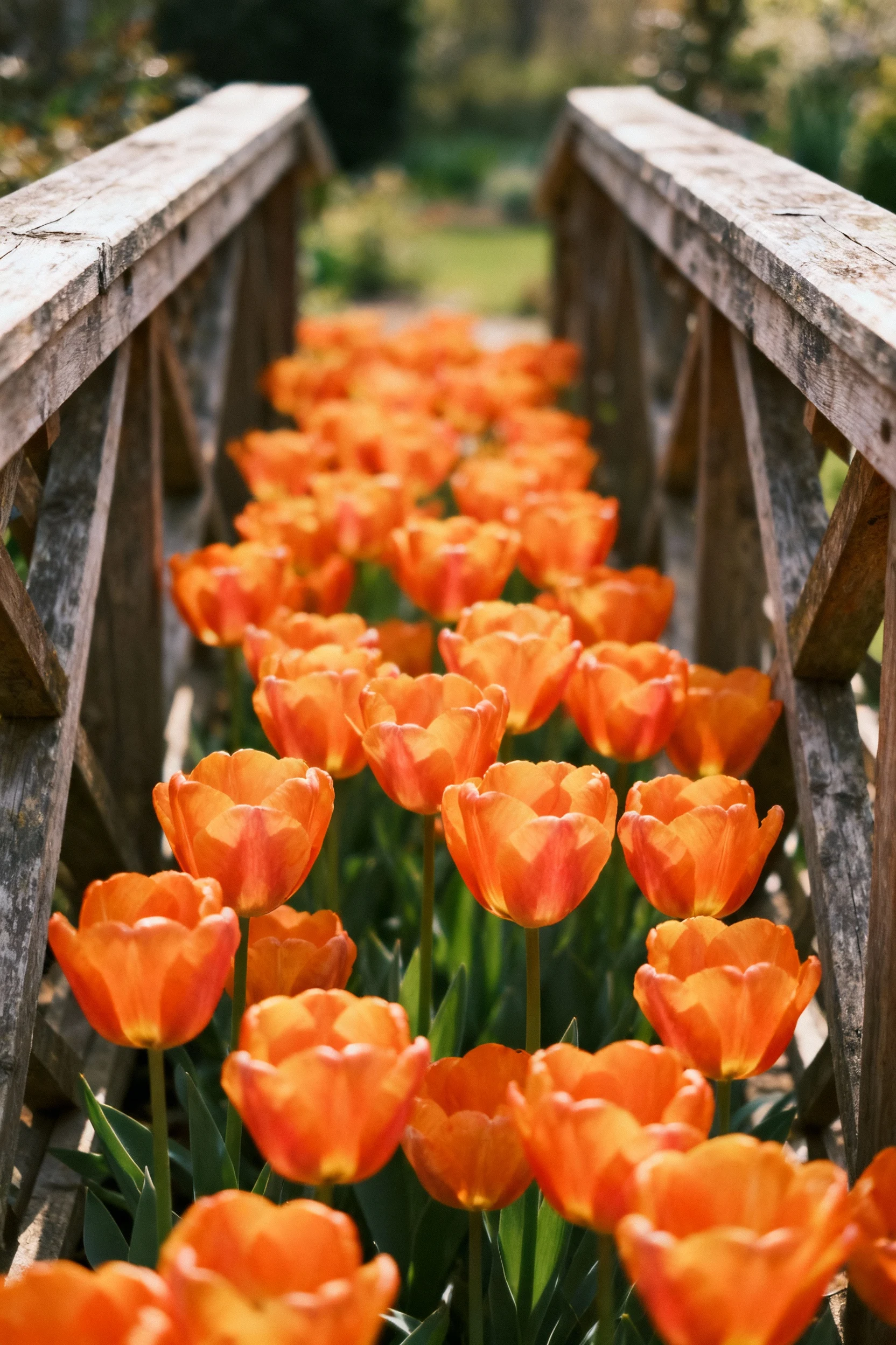 two pergolas forming archway with orange tulips in between