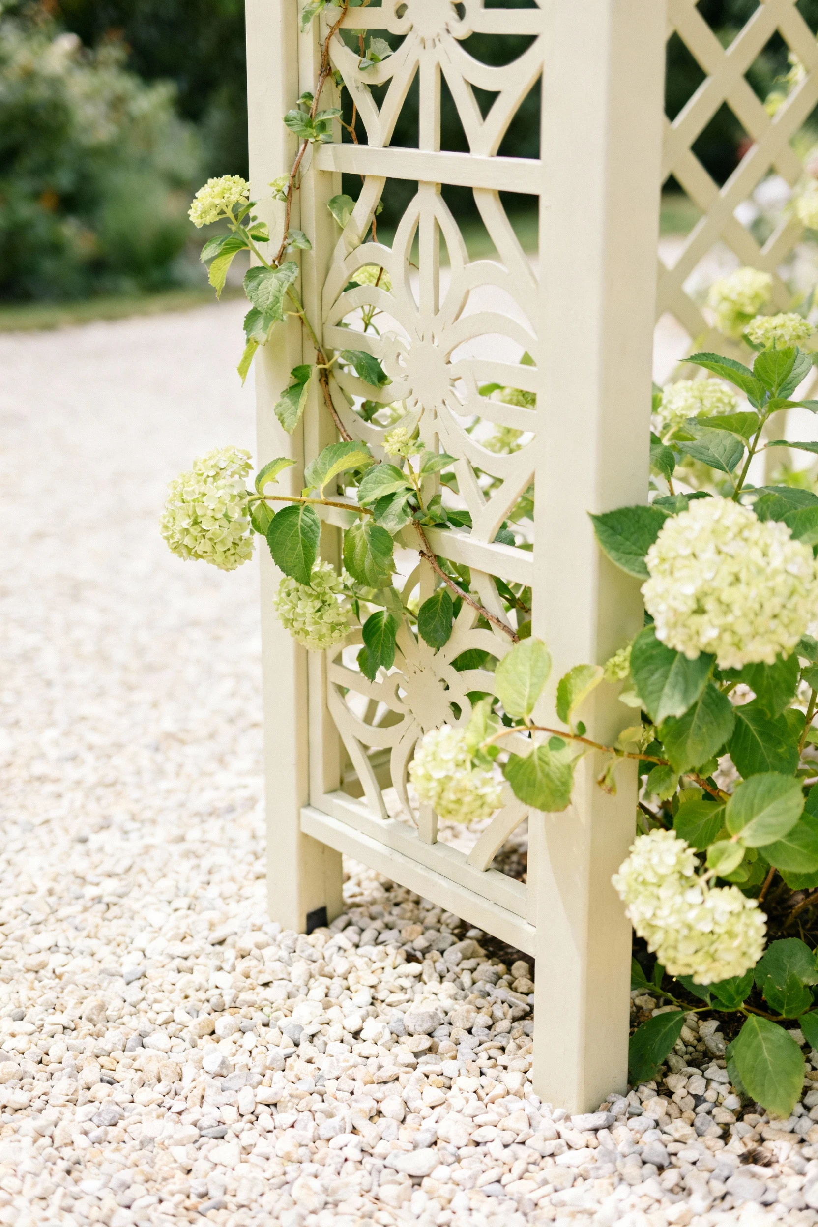 detail, pale freestanding trellis, climbing hydrangea, light gravel