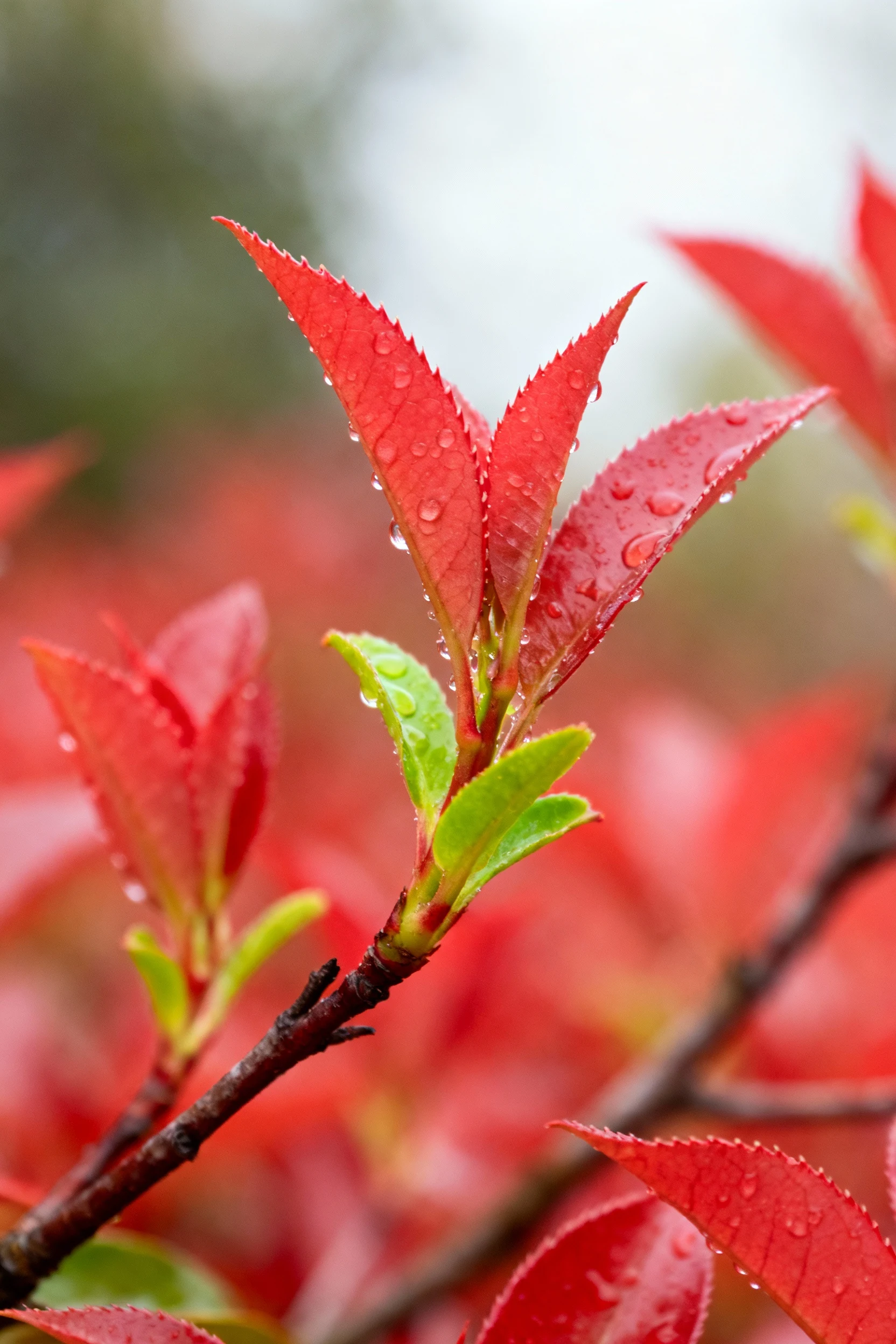 closeup of red spring growth on photinia branches