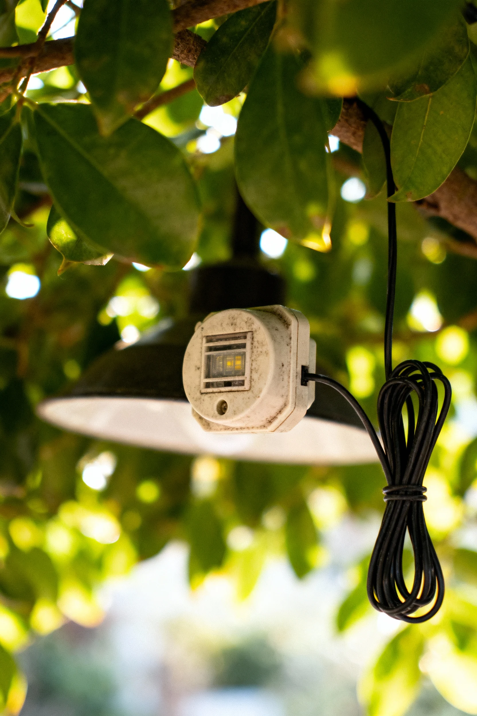 closeup of daylight sensor wired to lamp under leaves