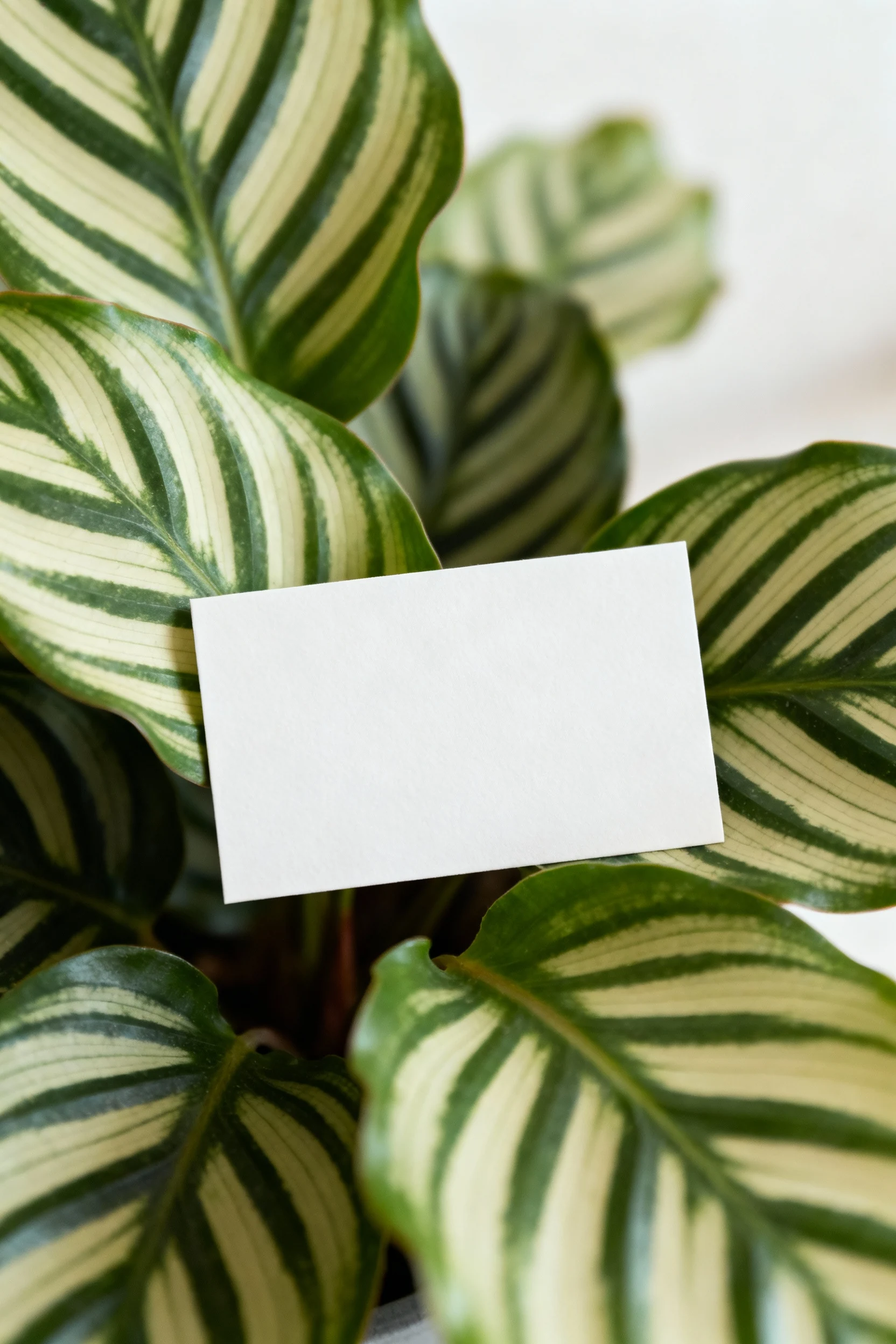 blank shelf talker card beside calathea, striped leaves closeup