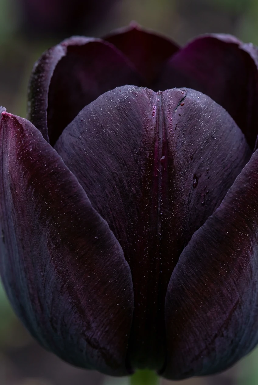 closeup bronze latch on matte black timber fence
