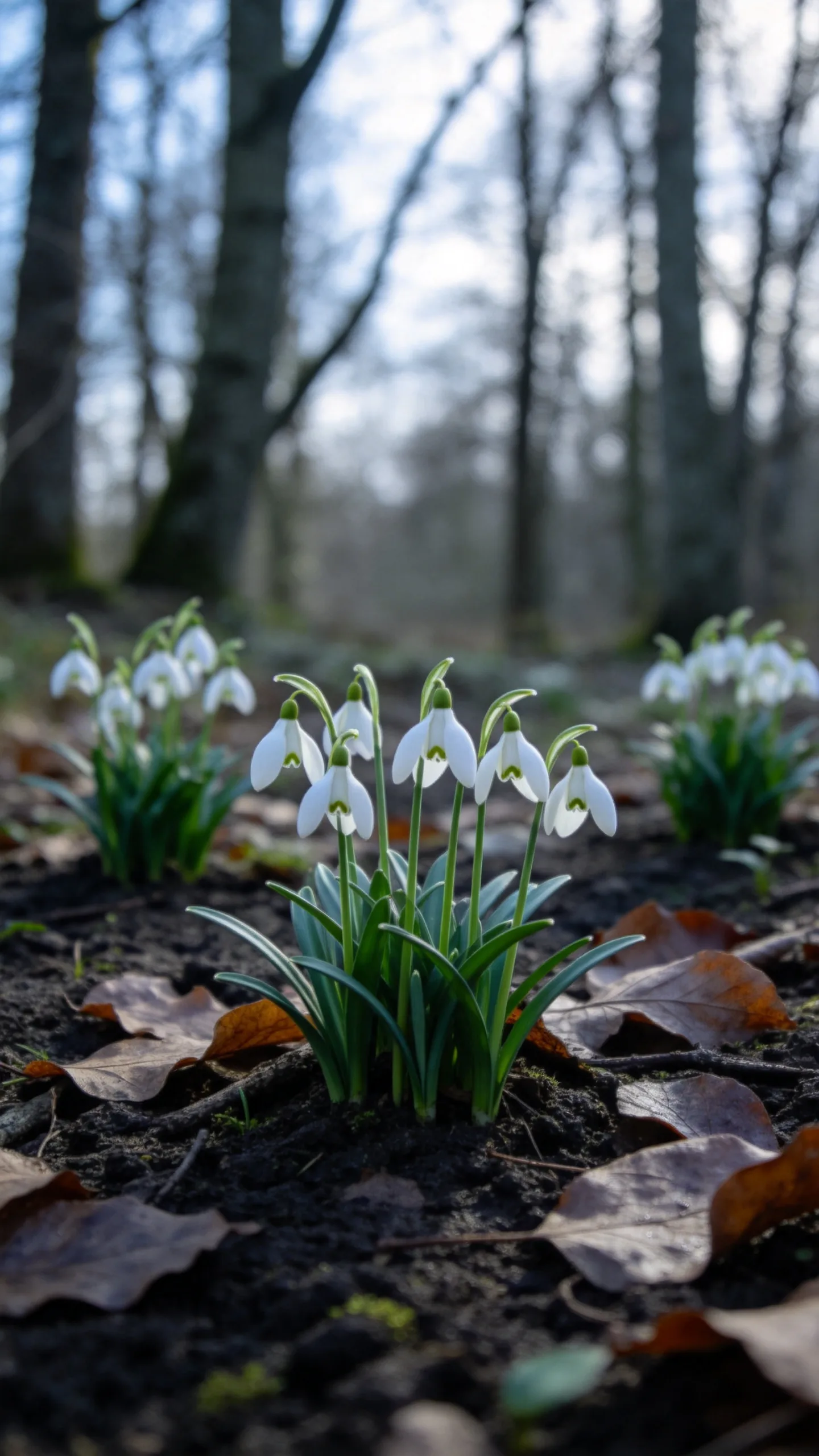 7. Snowdrops for Shady Woodland Edges