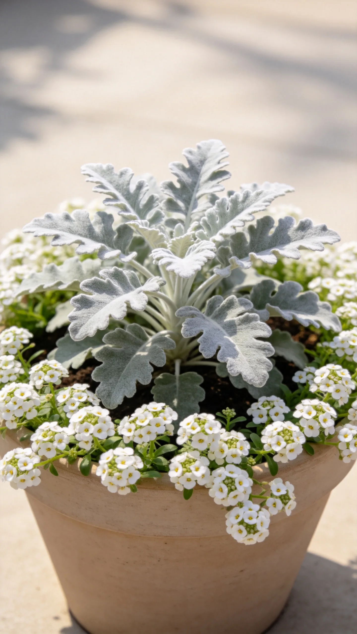 10. Dusty Miller and White Alyssum Combination