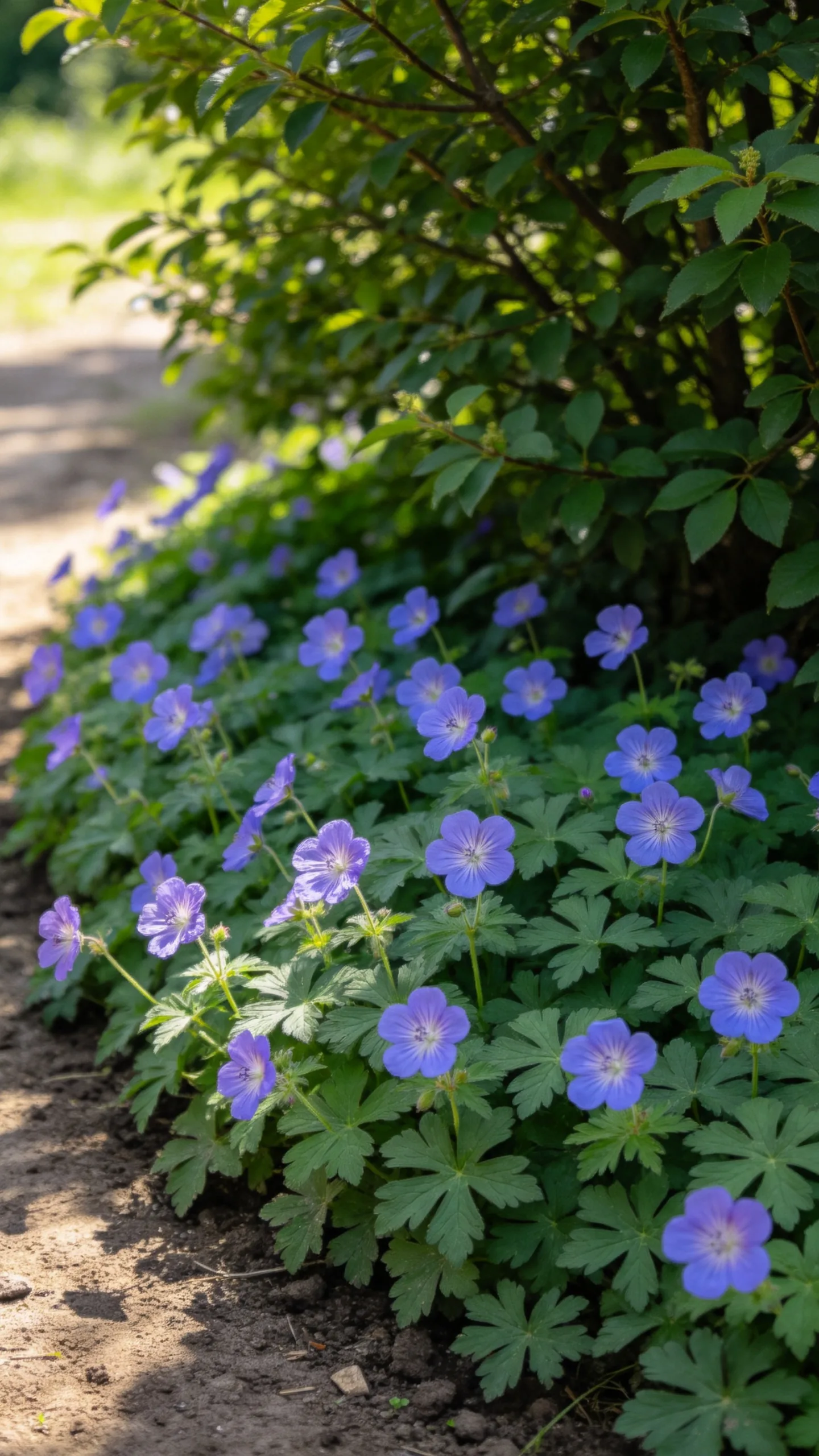 17. Hardy Geranium